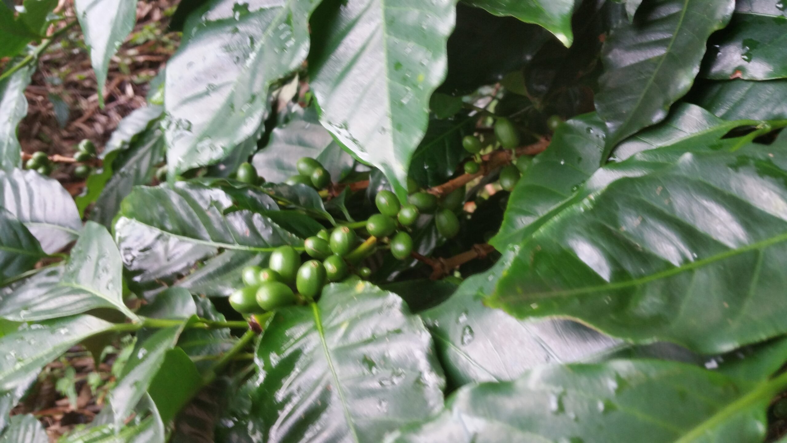 Cafè de Boquete — un dels millors cafès del món
