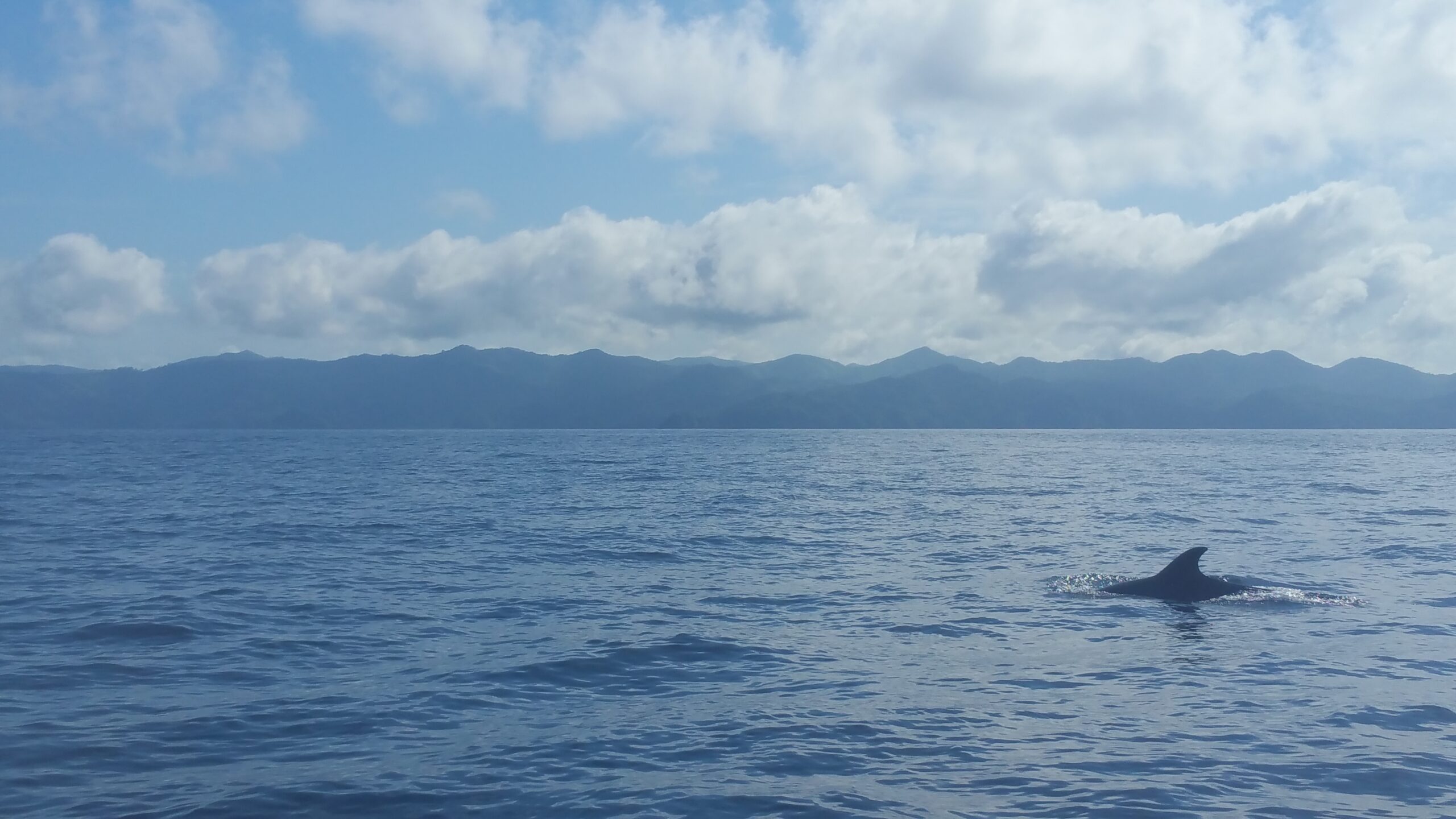 Dofí a Coiba — vida marina del Pacífic panameny