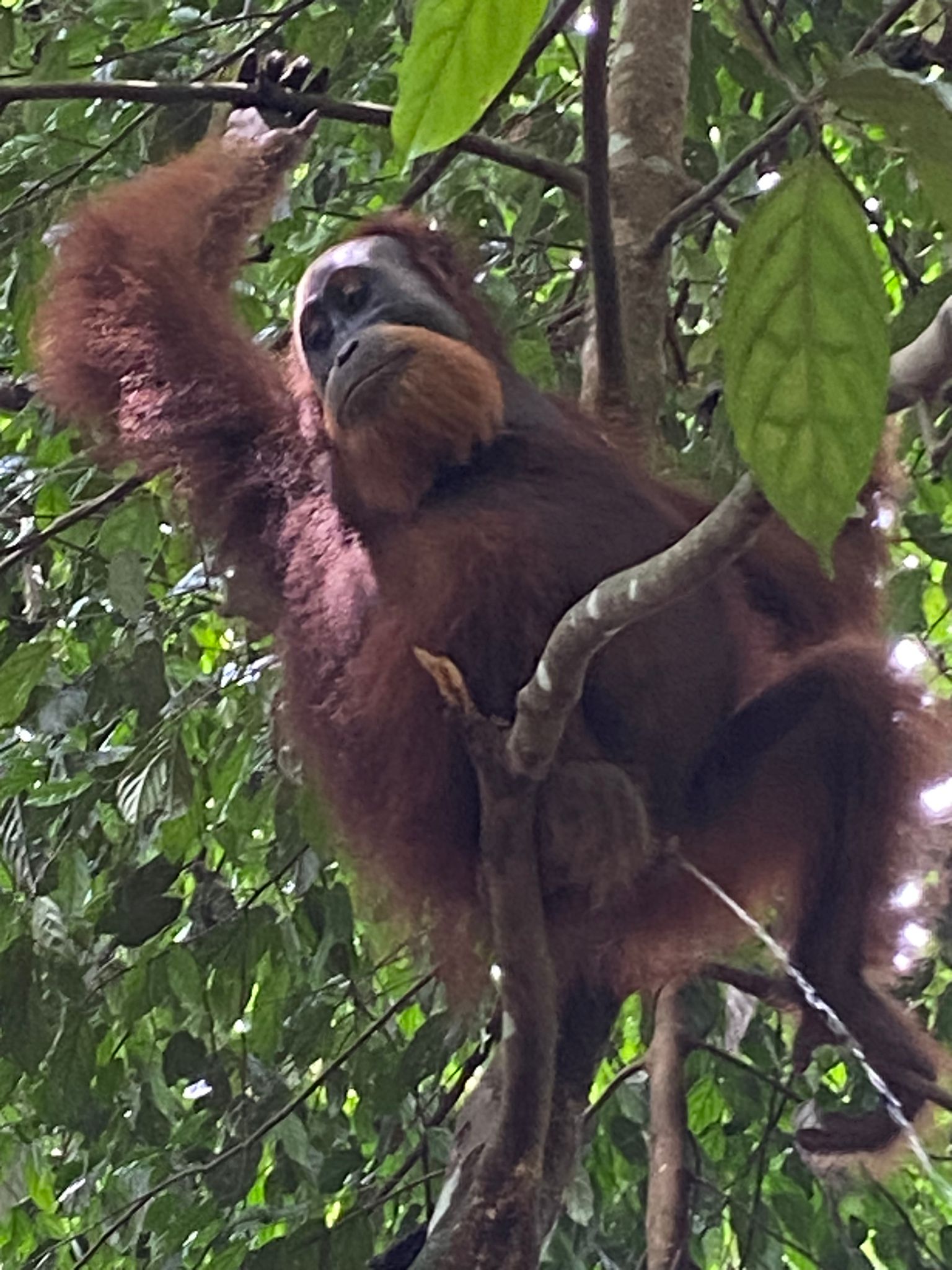 Bukit Lawang