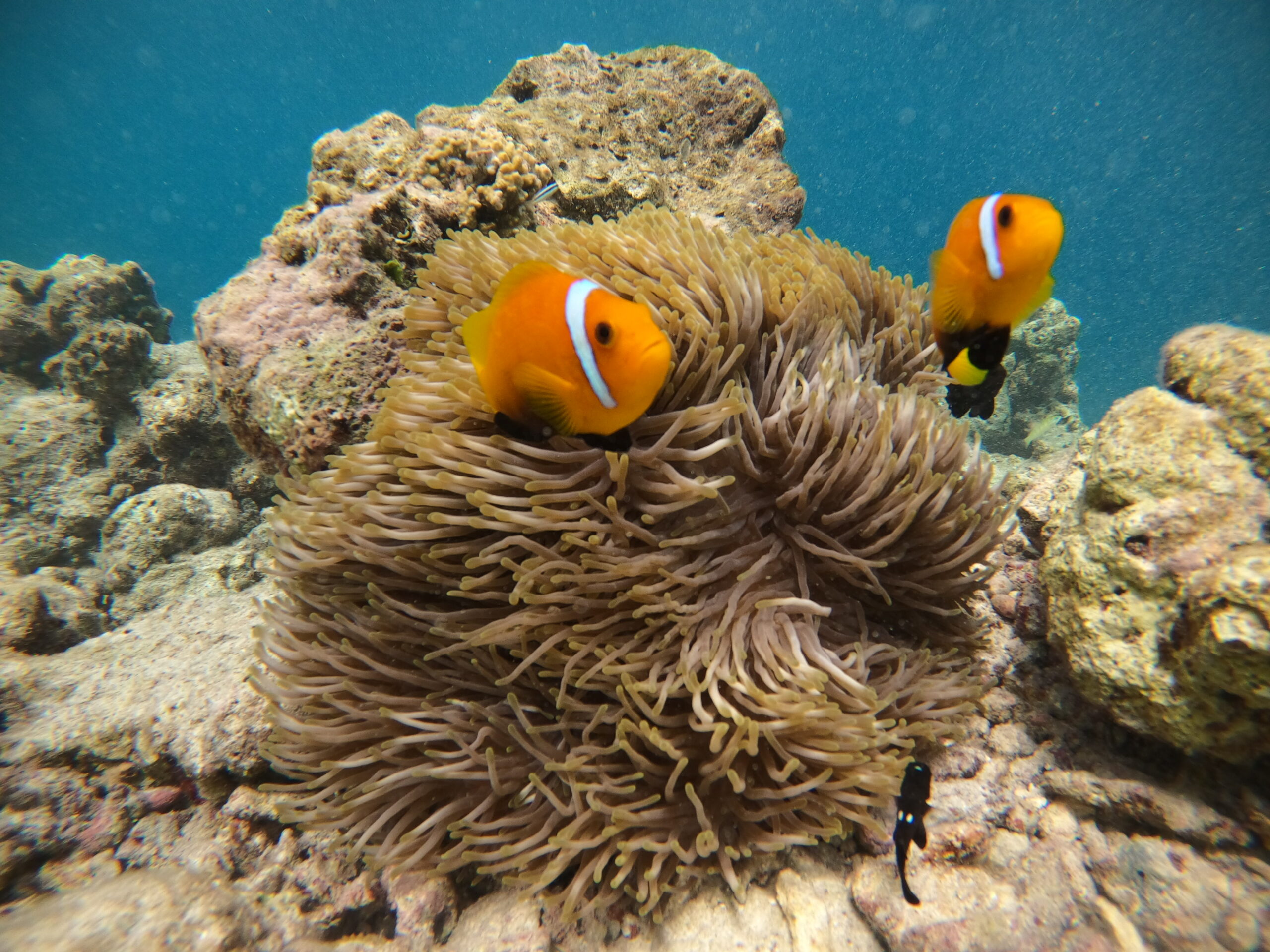 Esnòrquel i fauna marina