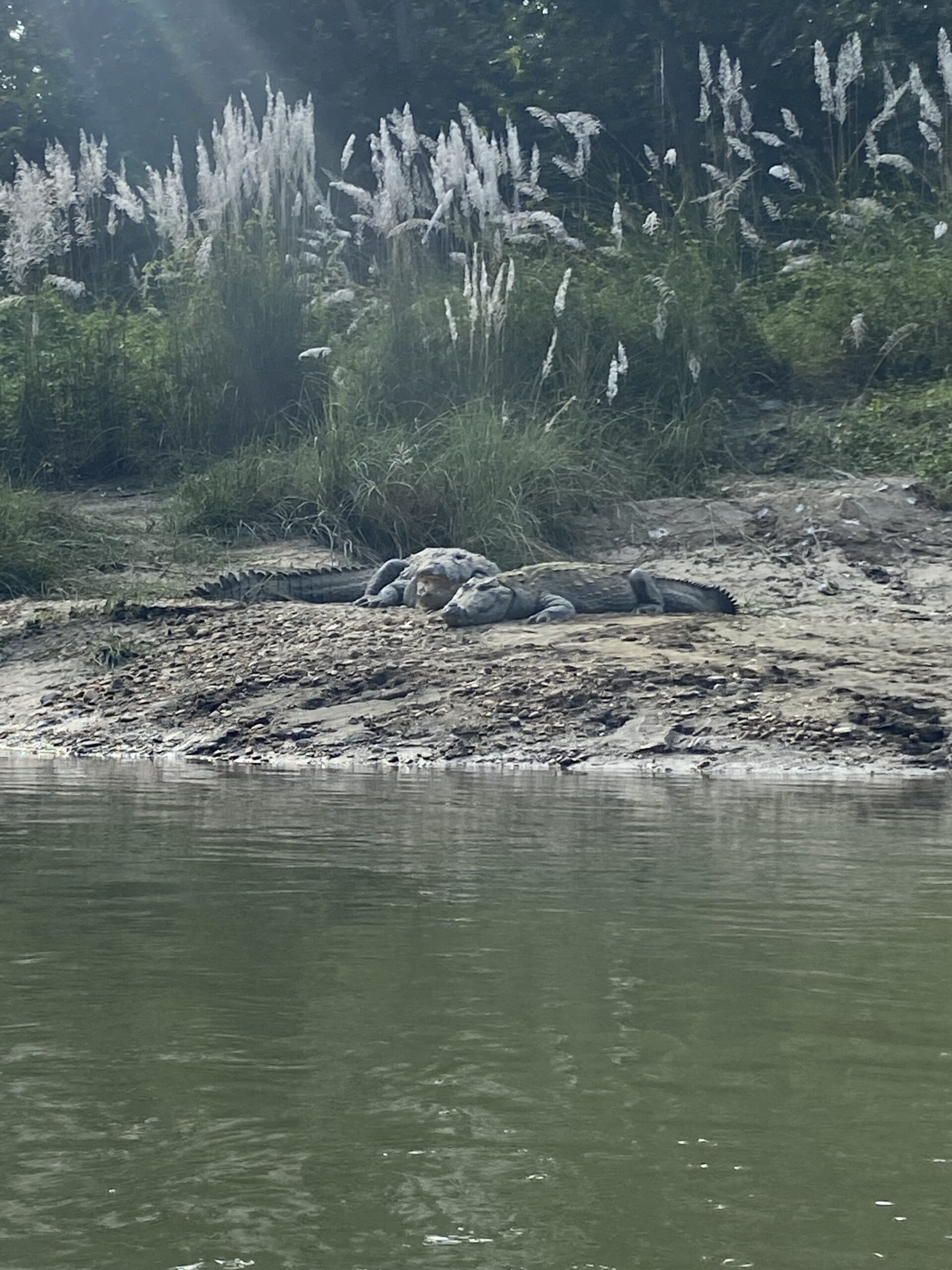Chitwan — riu, selva i safari al Nepal