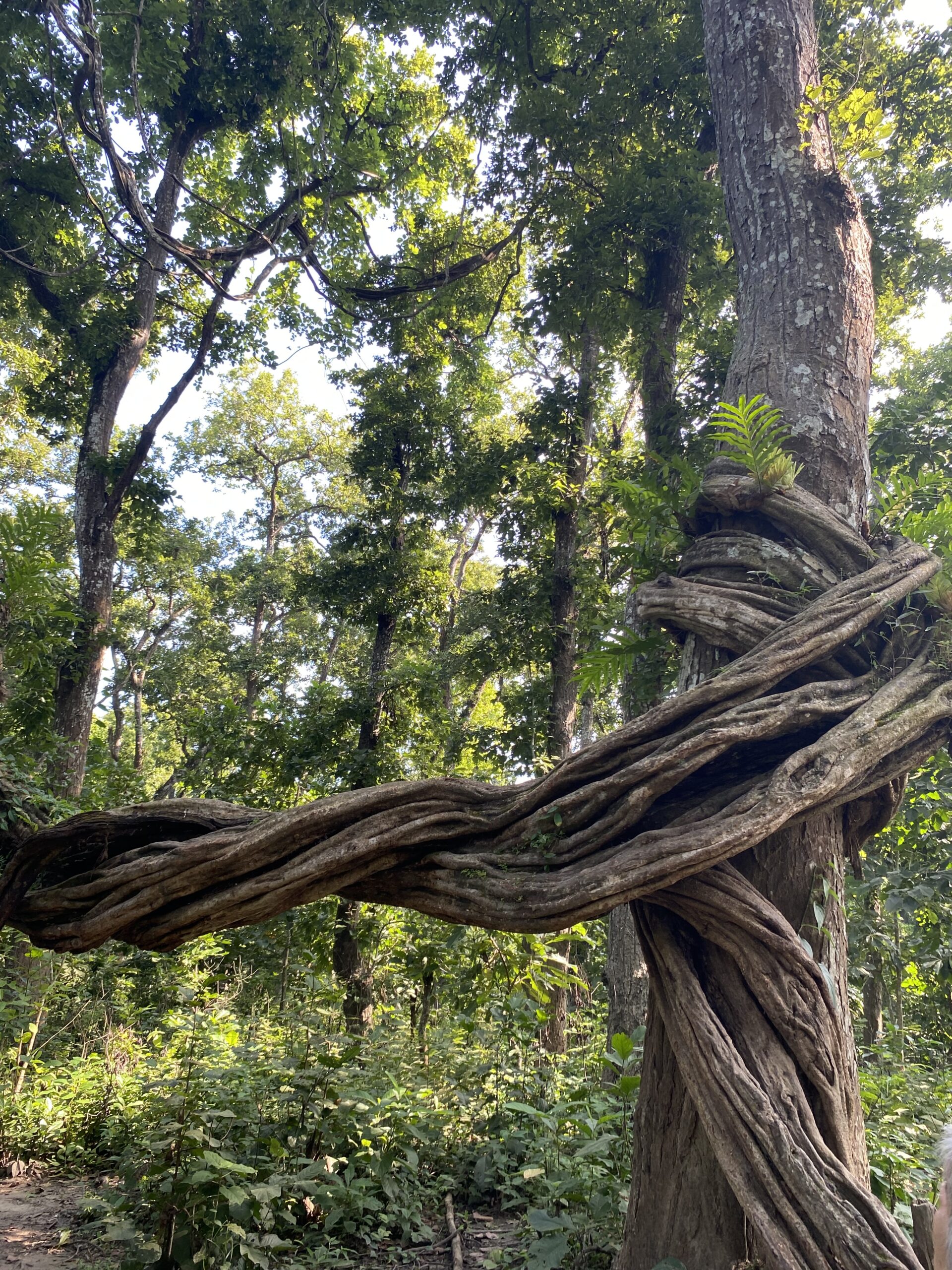 Chitwan National Park — fauna i natura al Nepal
