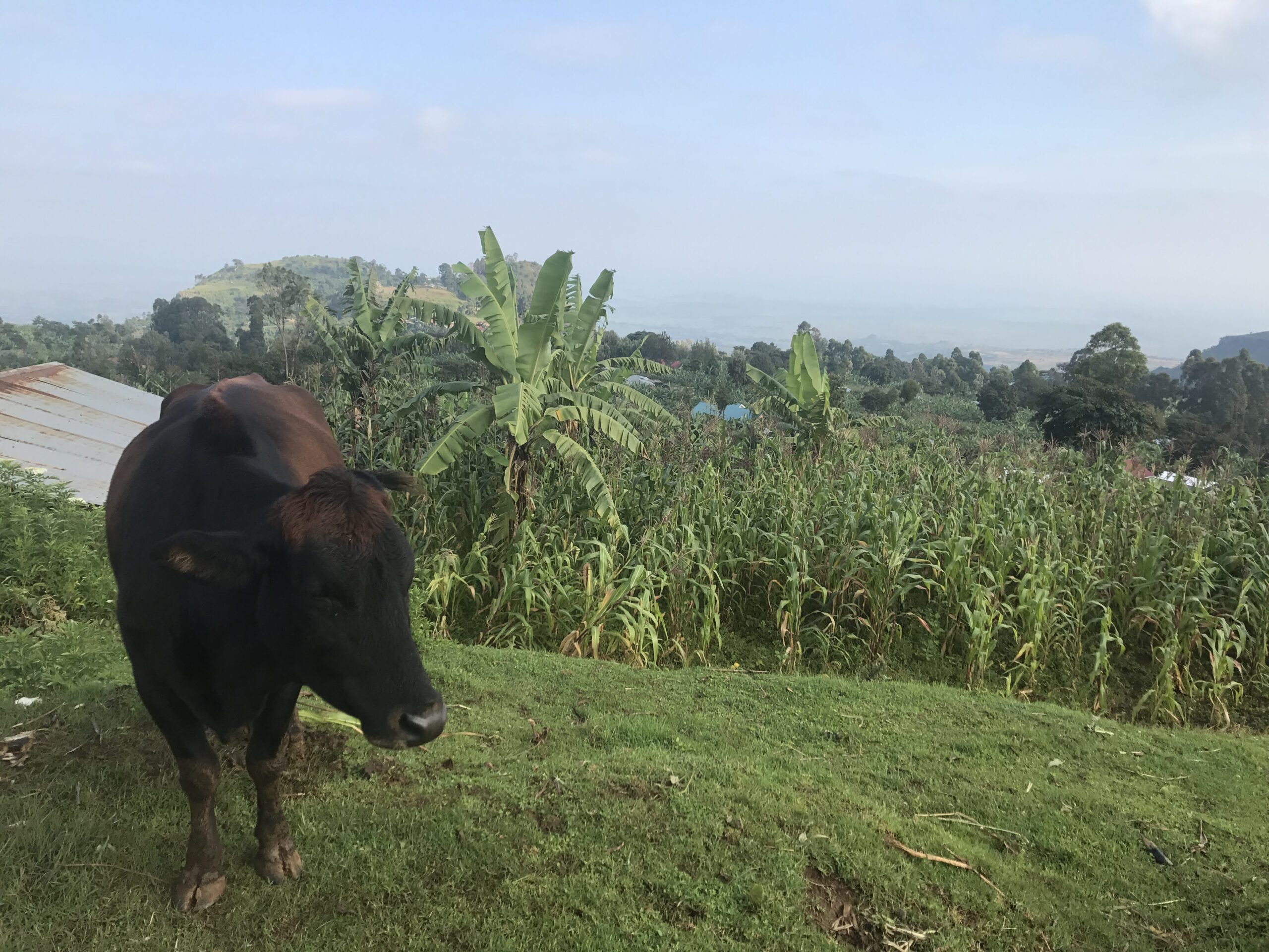 Paisatge rural d’Uganda amb vaques i natura