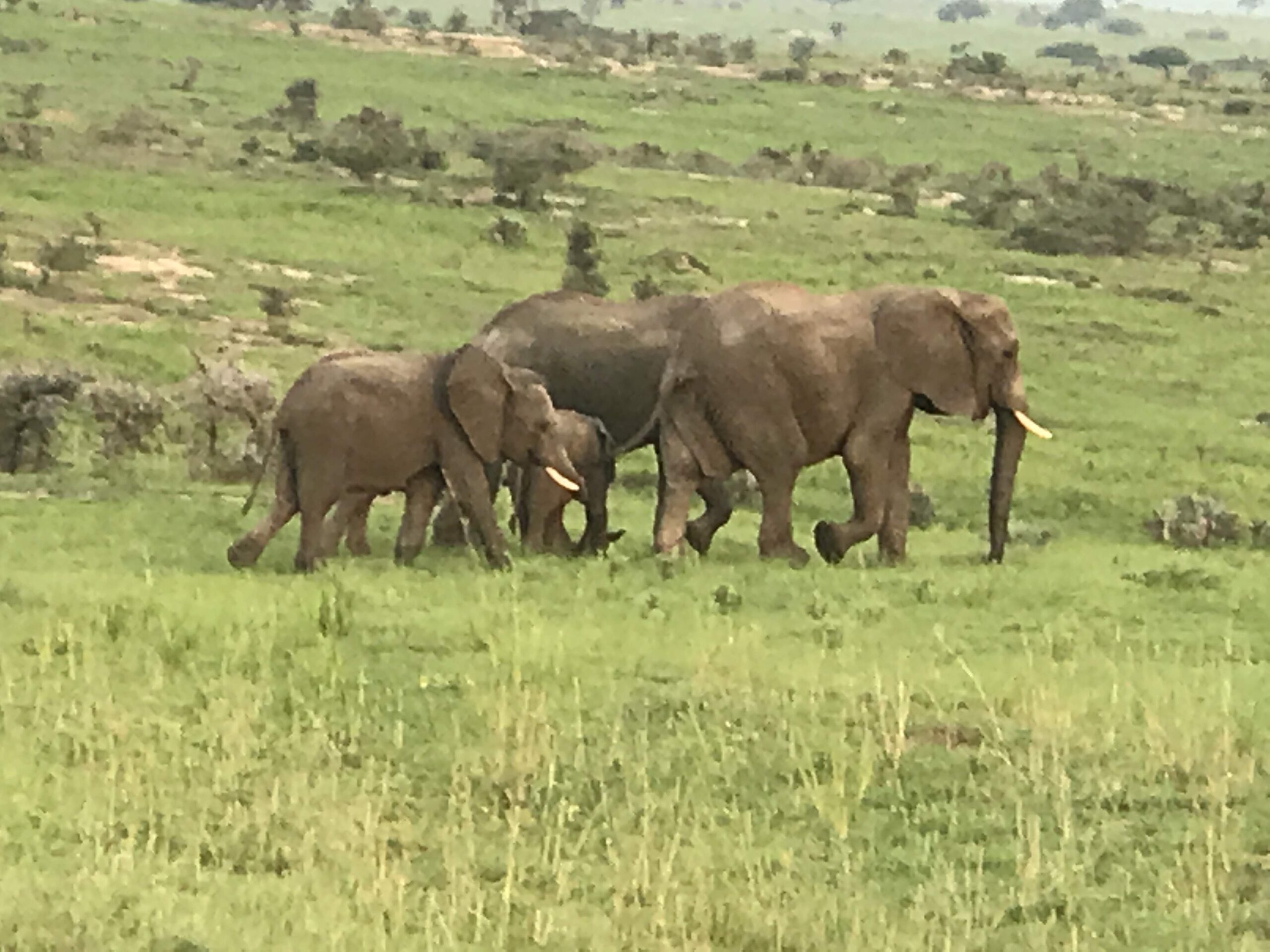 Elefant durant un safari a Uganda