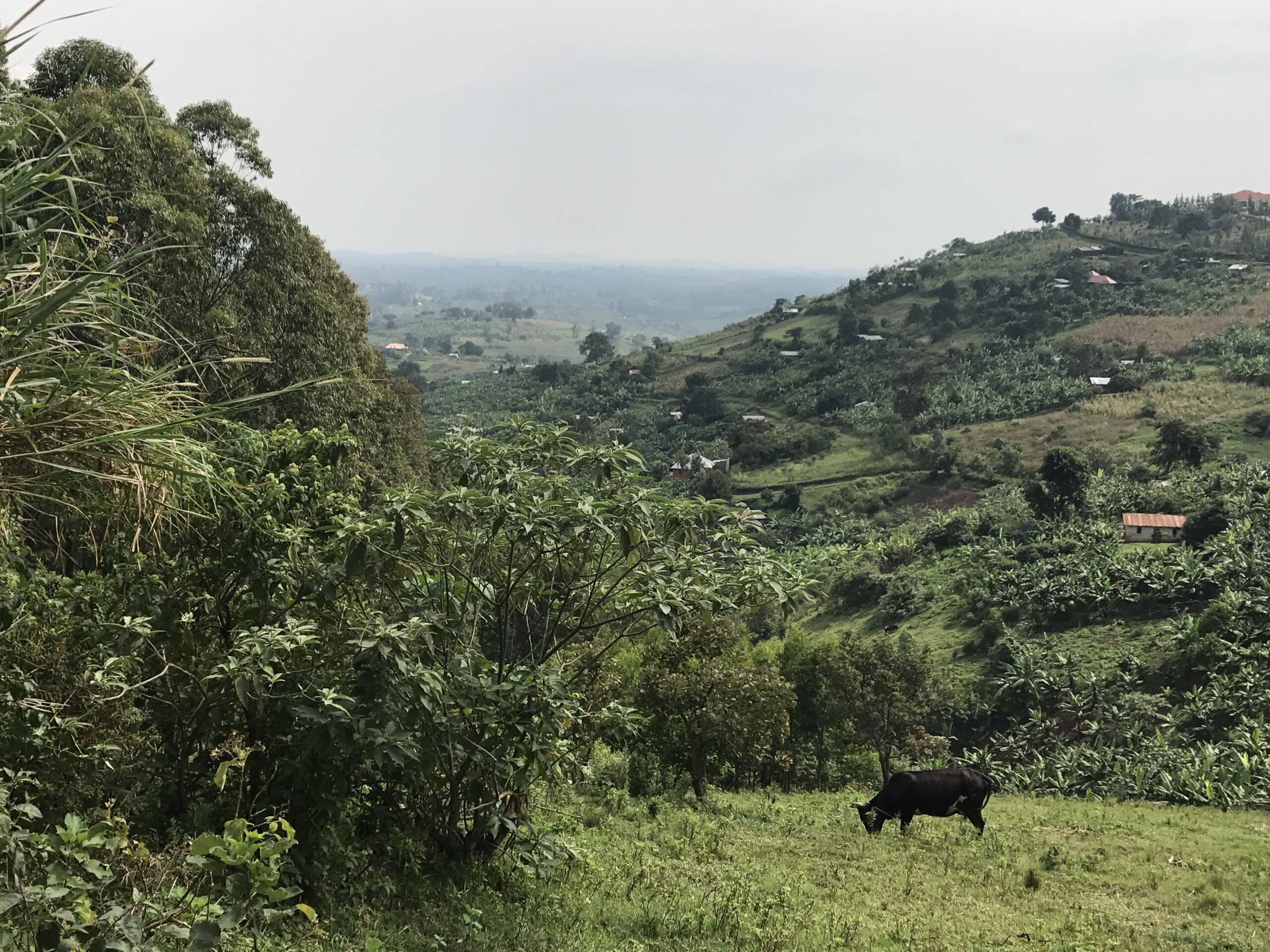 Paisatge verd d’Uganda