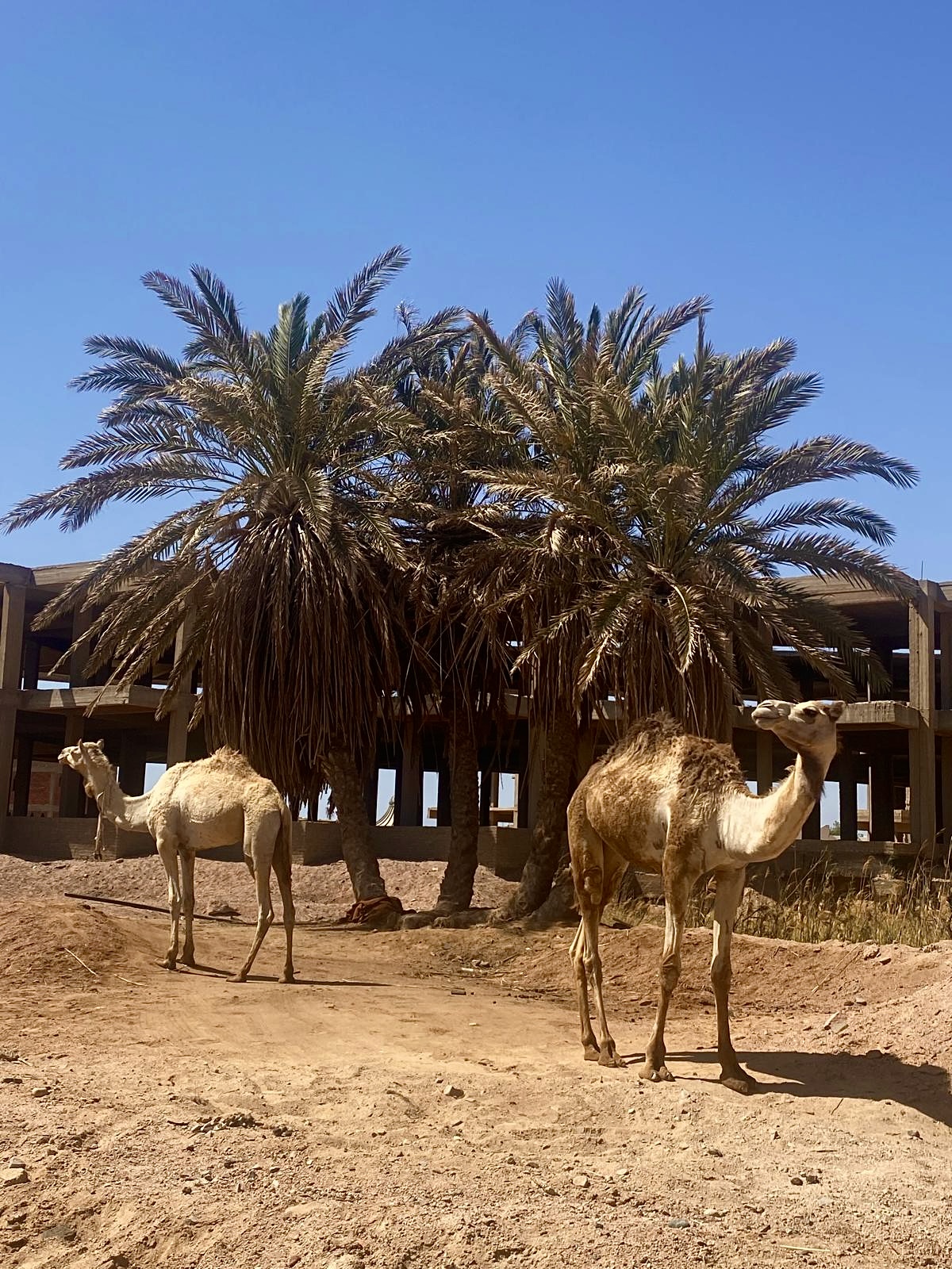 Oasi de Siwa i desert occidental d'Egipte