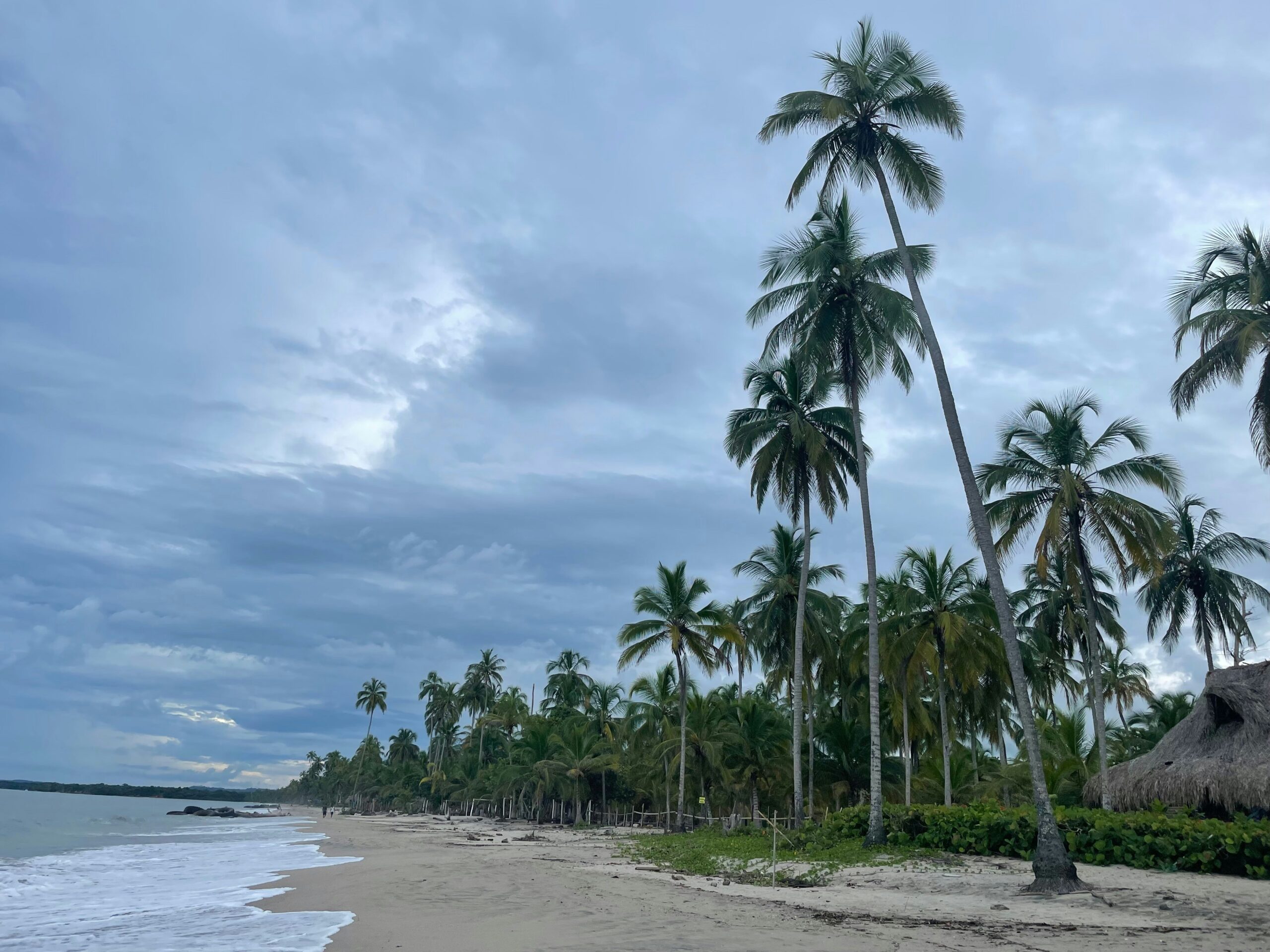 Platja de Palomino amb palmeres davant del mar Carib, a La Guajira, Colòmbia