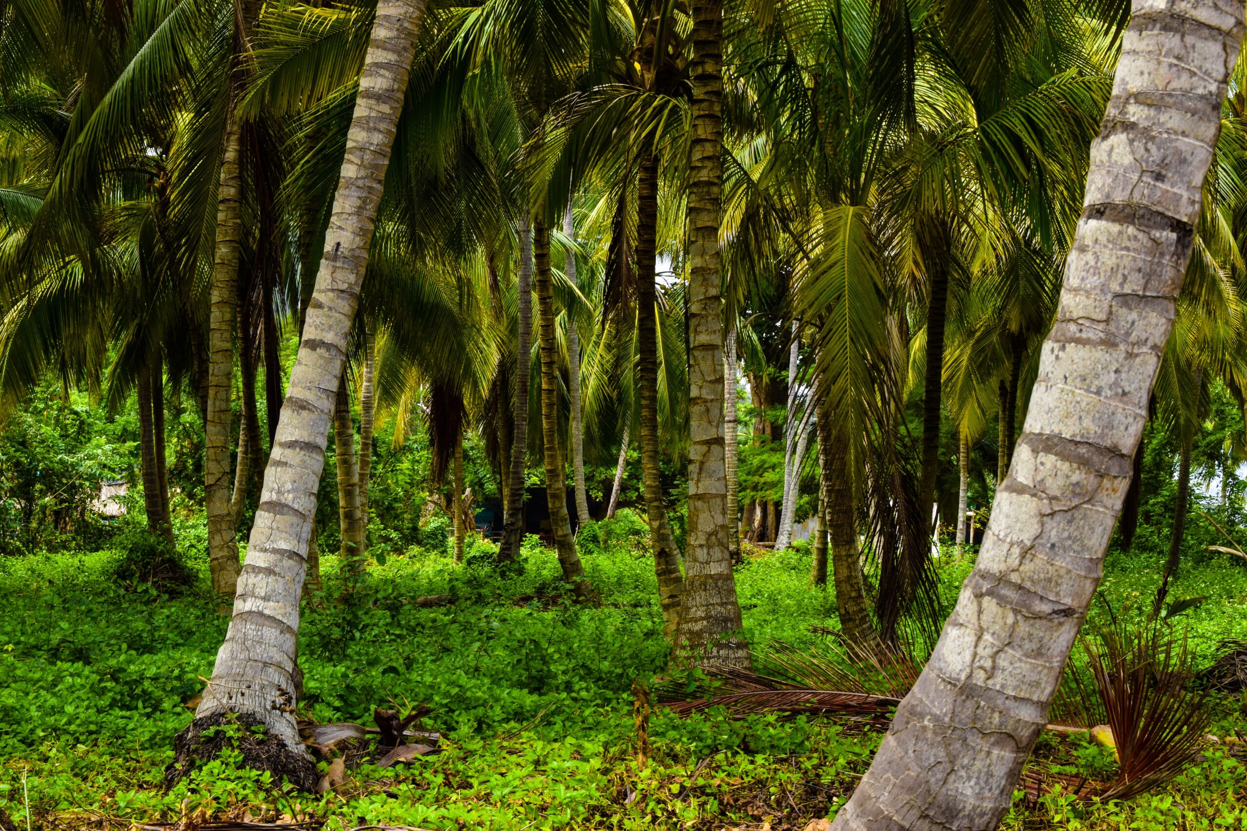 Palmerar tropical a Palomino, a la costa del Carib colombià