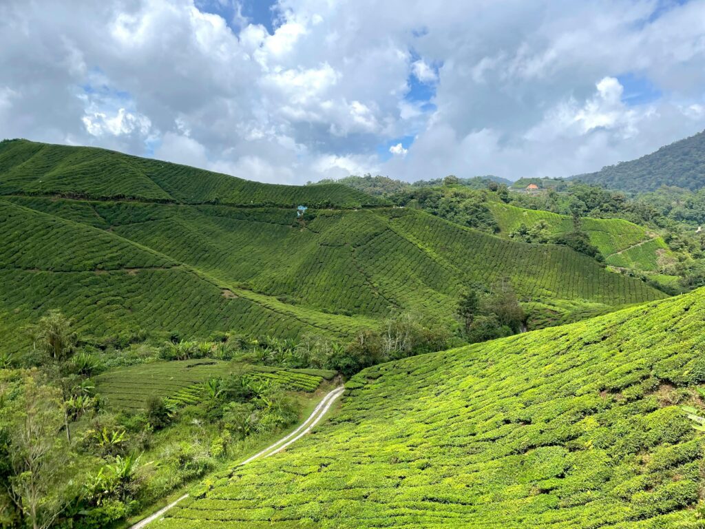 Cameron Highlands, Malàisia