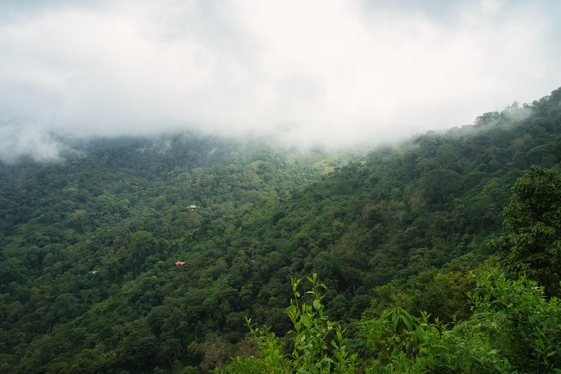 Muntanyes de la Sierra Nevada de Santa Marta envoltades de boira, prop de Minca.
