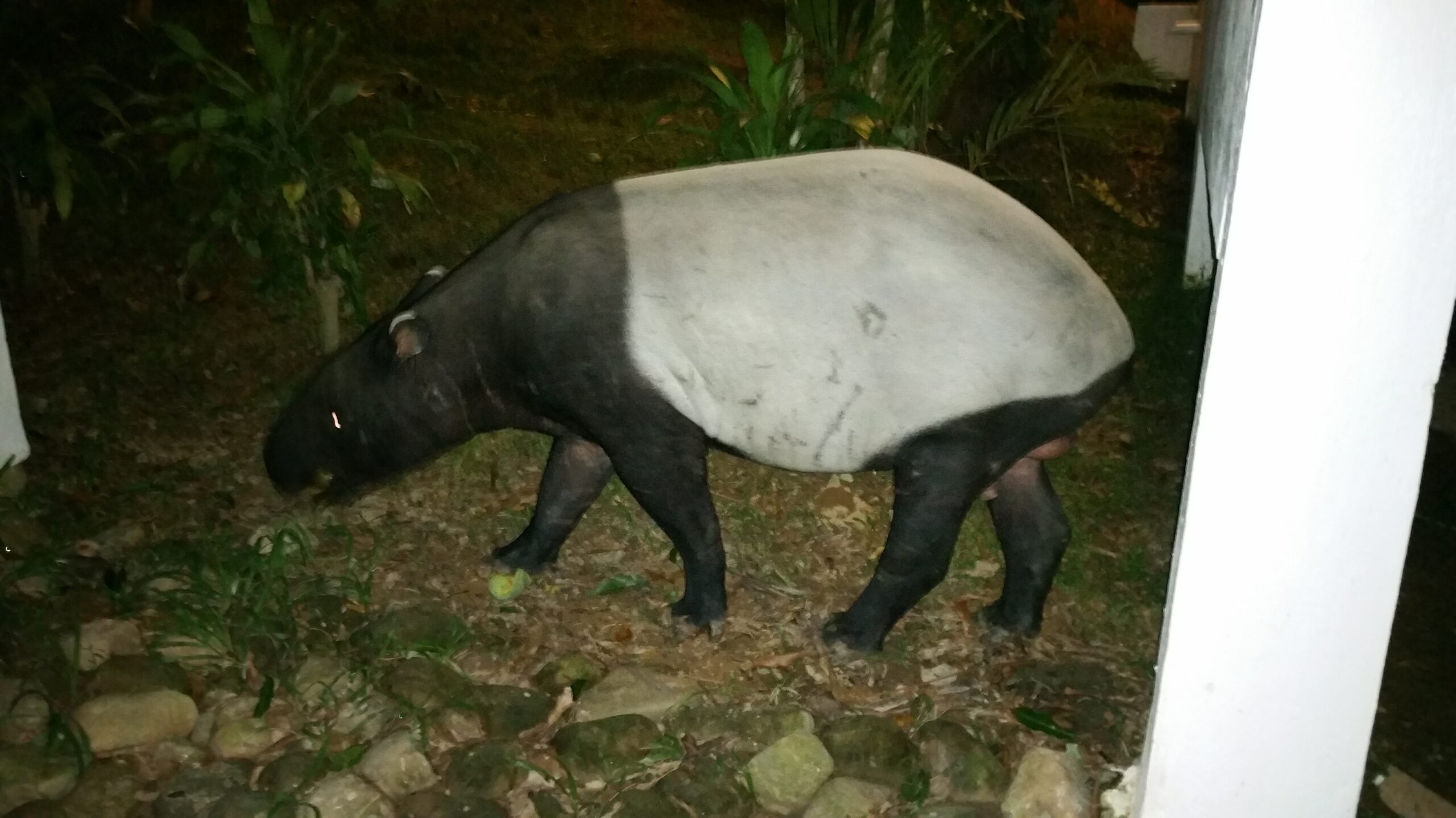 Tapir malai fotografiat de nit als voltants de Taman Negara, Malàisia