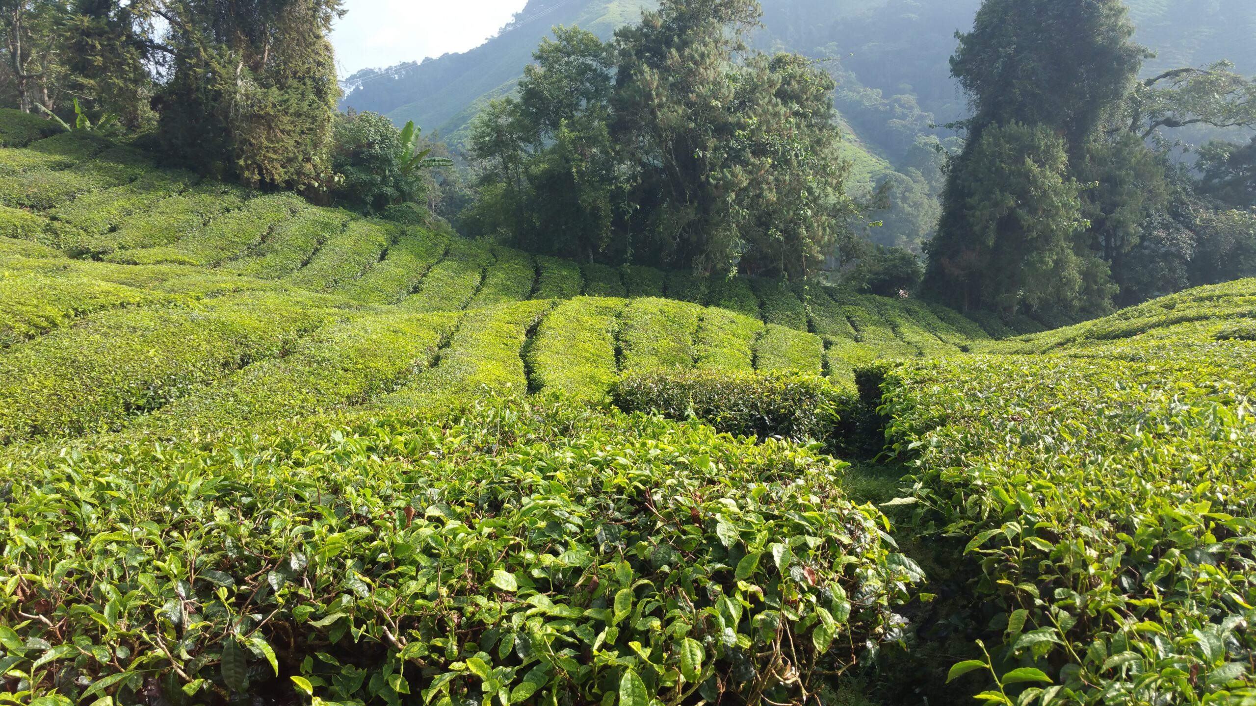 Camps de te verds envoltats de muntanyes a Cameron Highlands, Malàisia
