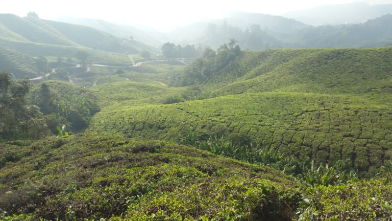 Vista panoràmica dels turons coberts de plantacions de te a Cameron Highlands, Malàisia Important: reservar-la com a imatge destacada i no inserir-la dins del text.