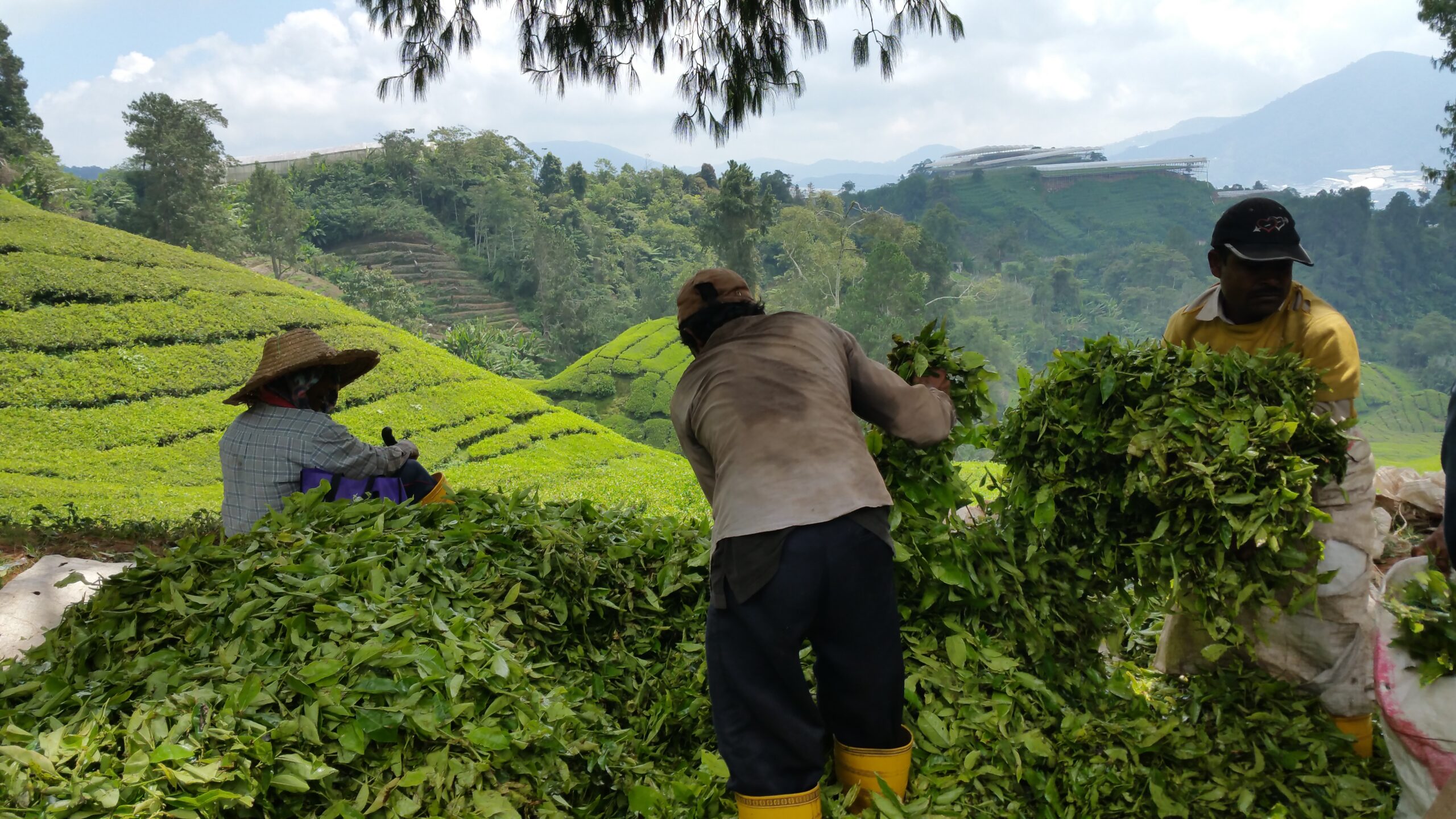 Treballadors recollint fulles de te en una plantació de Cameron Highlands, Malàisia