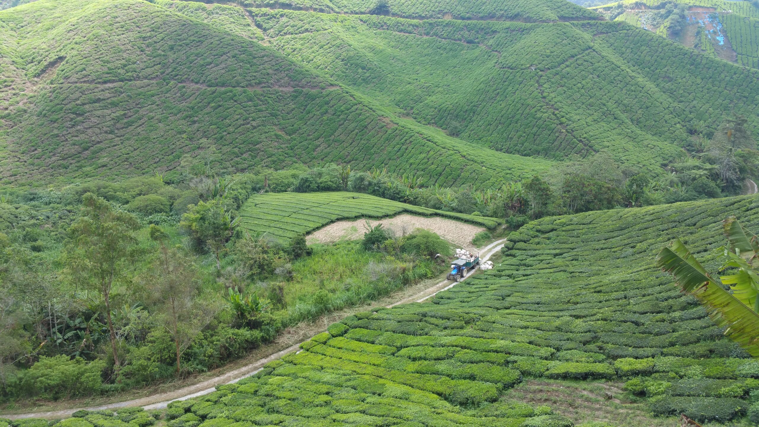 Vista panoràmica de les plantacions de te entre turons verds a Cameron Highlands, Malàisia