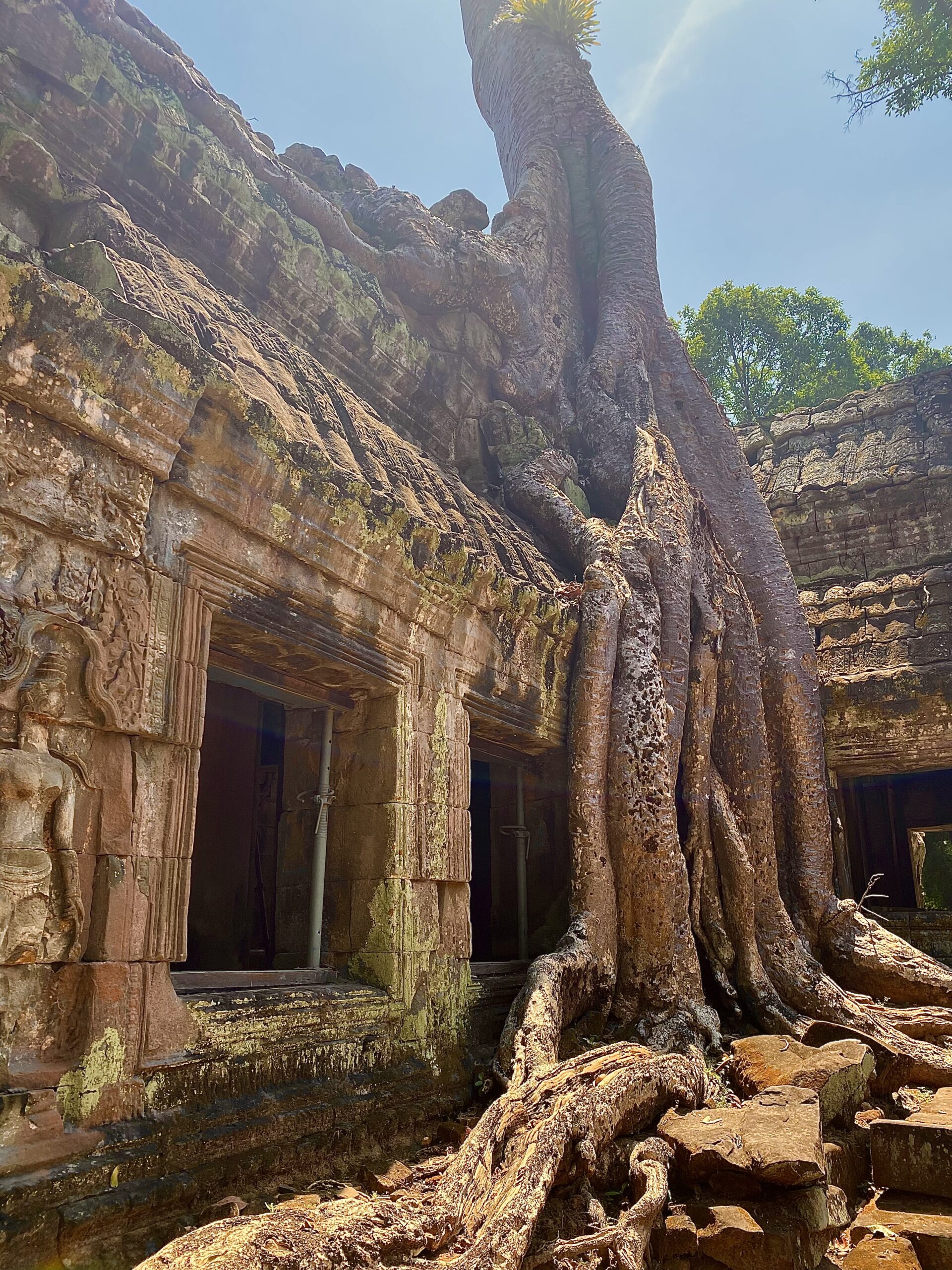 Arrels gegants de figuera envoltant les pedres de Ta Prohm, Angkor