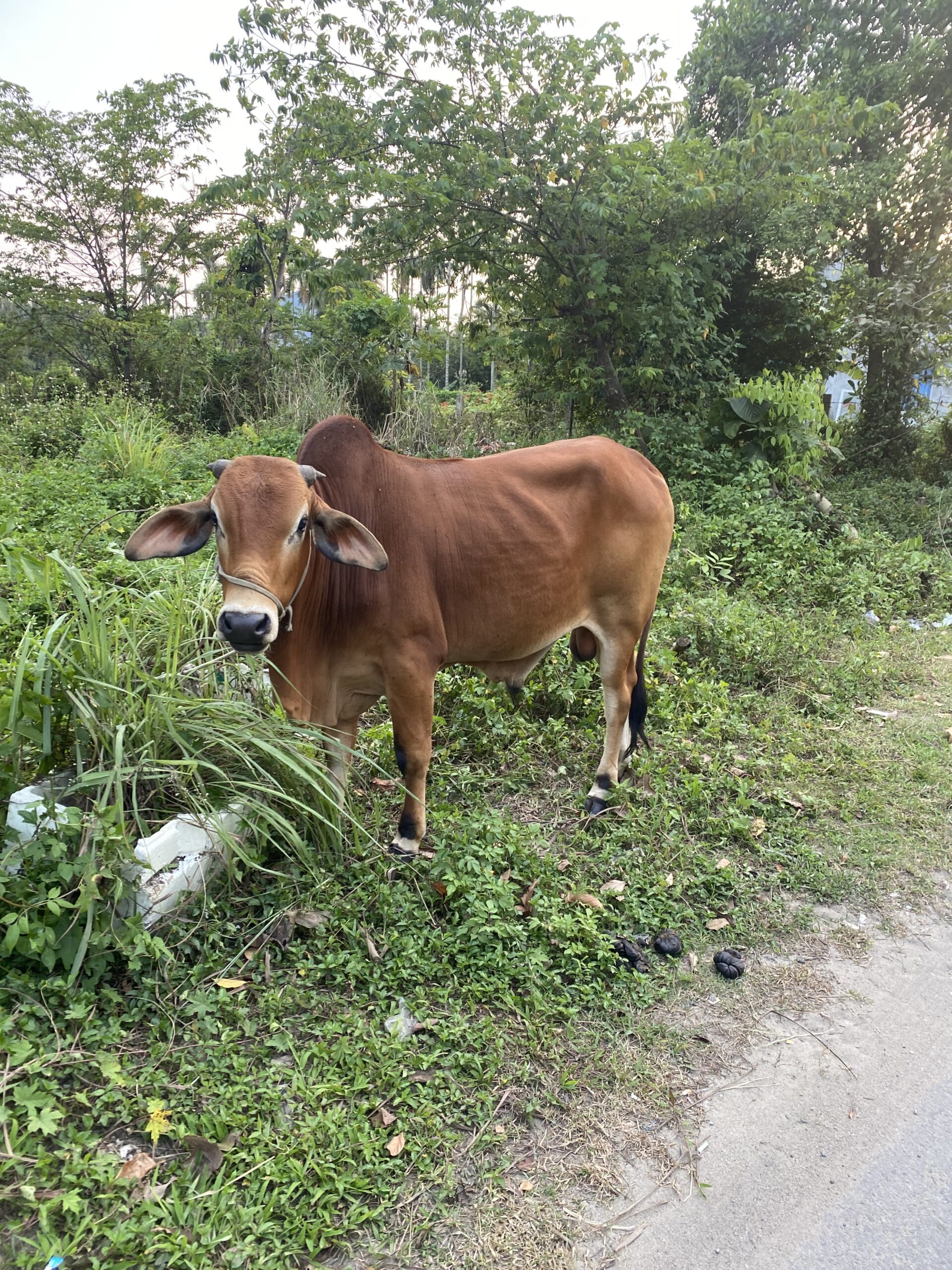 Vaca al camp prop de Hoi An Vaca pasturant entre la vegetació als afores de Hoi An, Vietnam