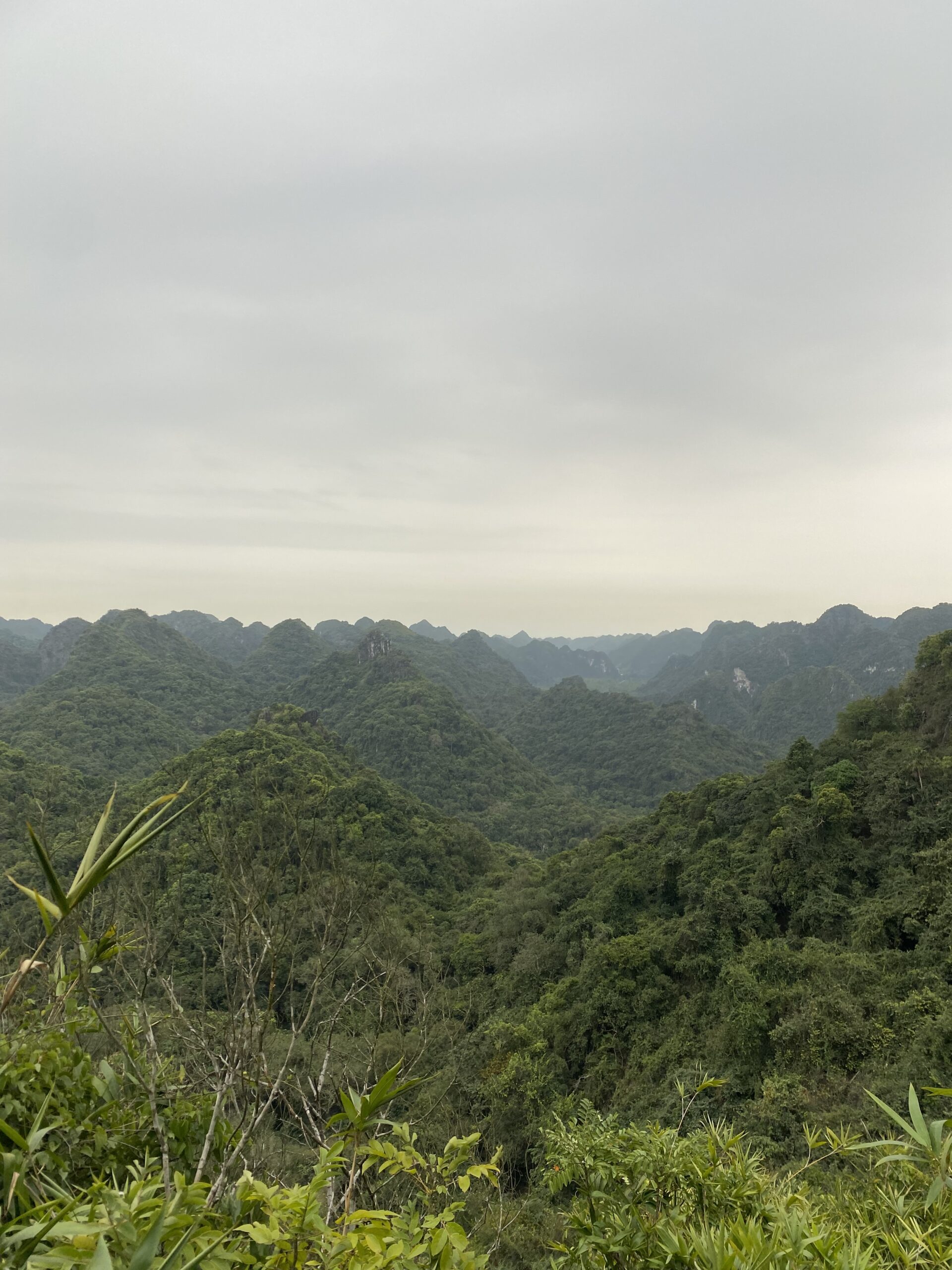 Vista de la jungla i les muntanyes kàrstiques des d'un mirador del Parc Nacional de Cat Ba