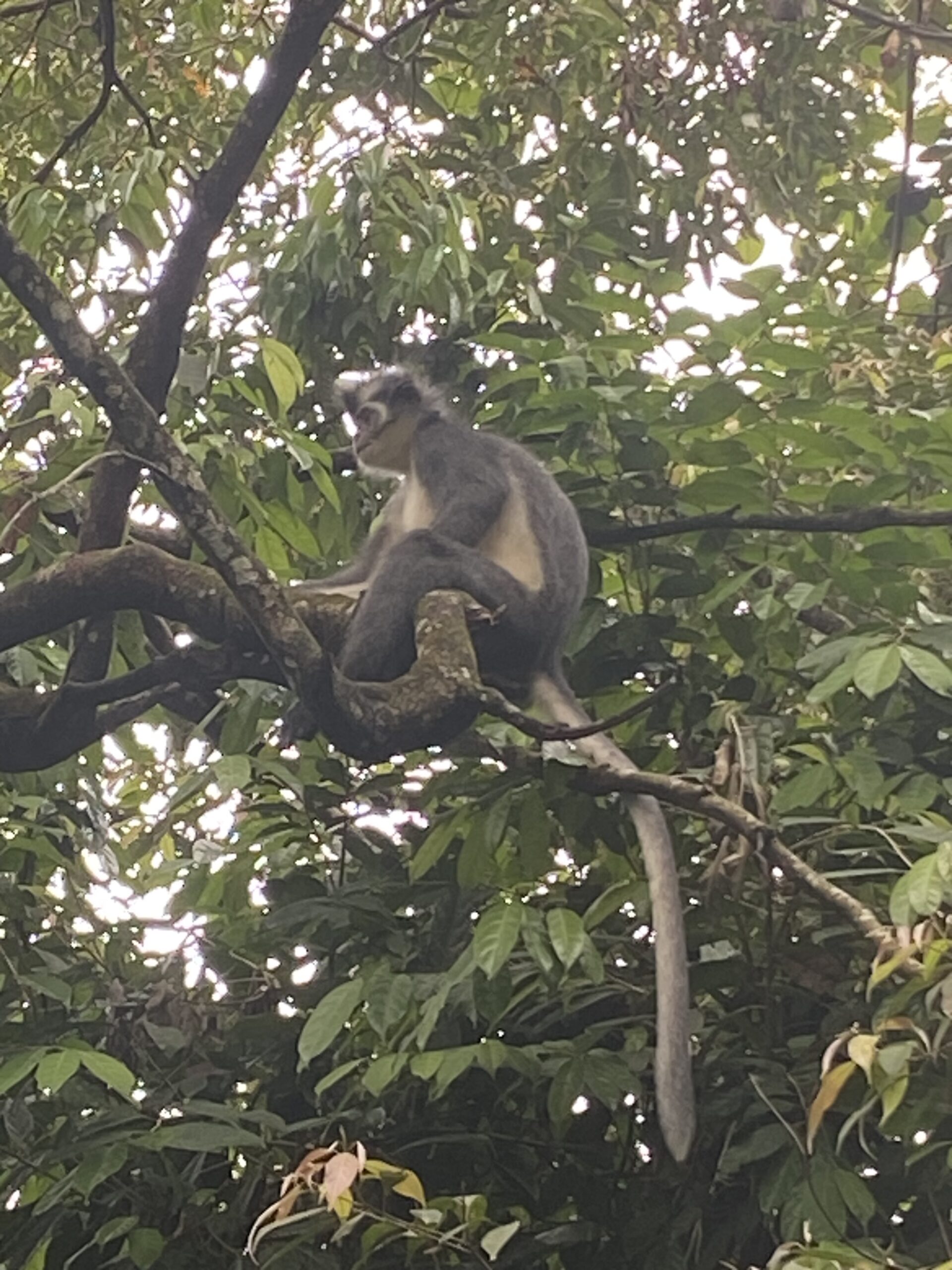 Un Thomas Leaf Monkey en un arbre del Parc Nacional Gunung Leuser