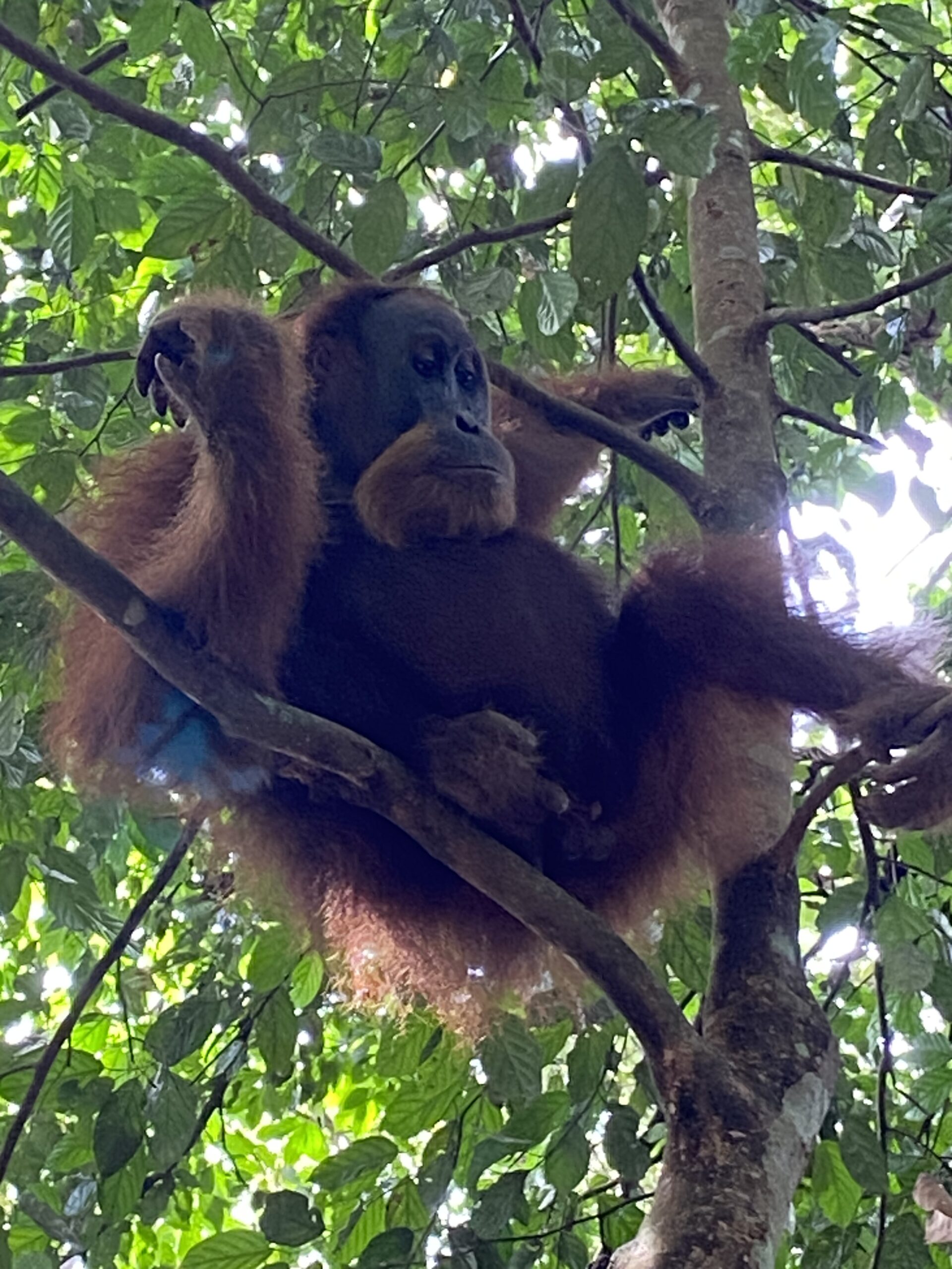 Una orangutana de Sumatra amb la seva cria al Parc Nacional Gunung Leuser