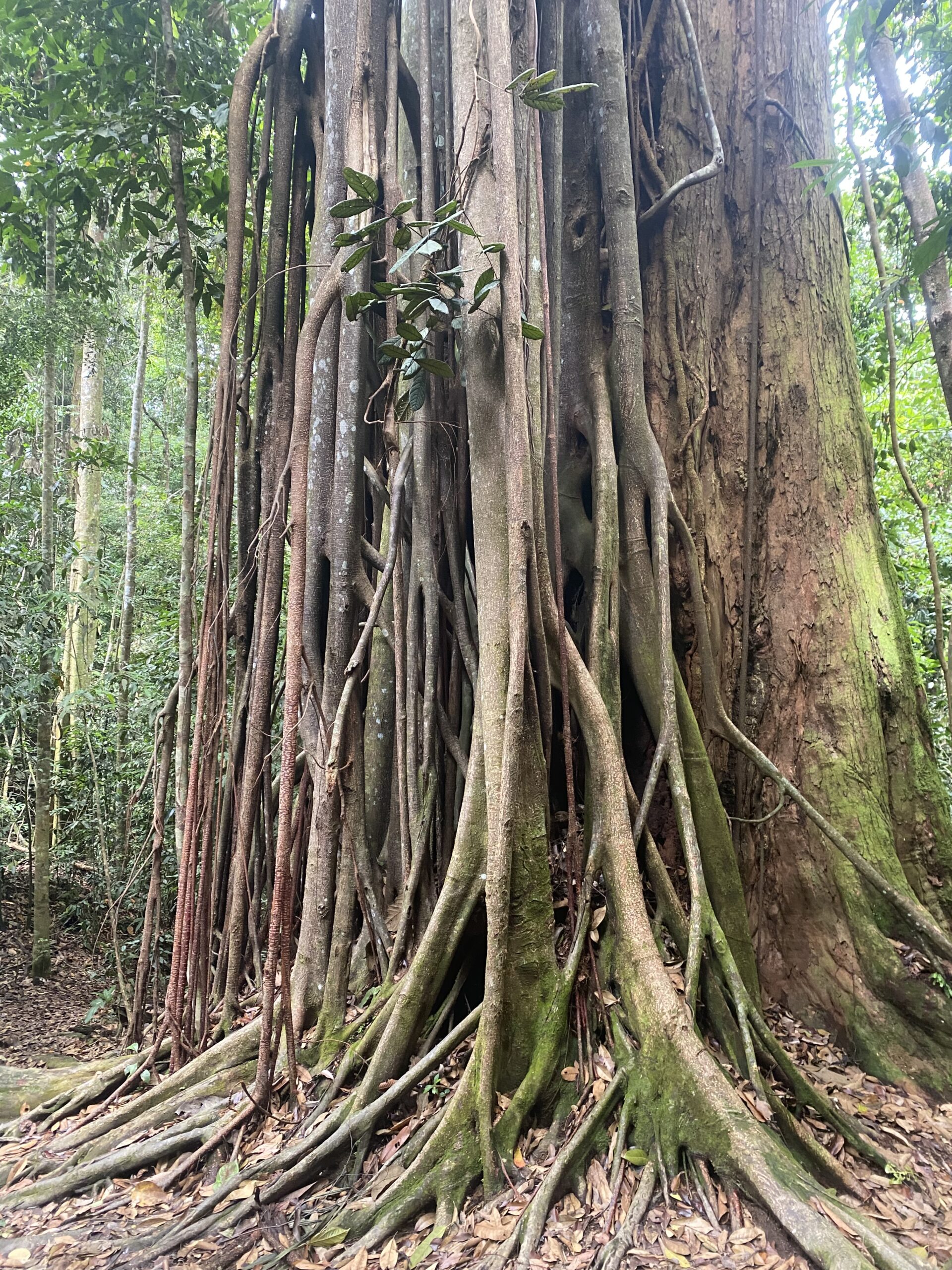 Arbre gegant amb arrels aèries a la selva del Parc Nacional Gunung Leuser