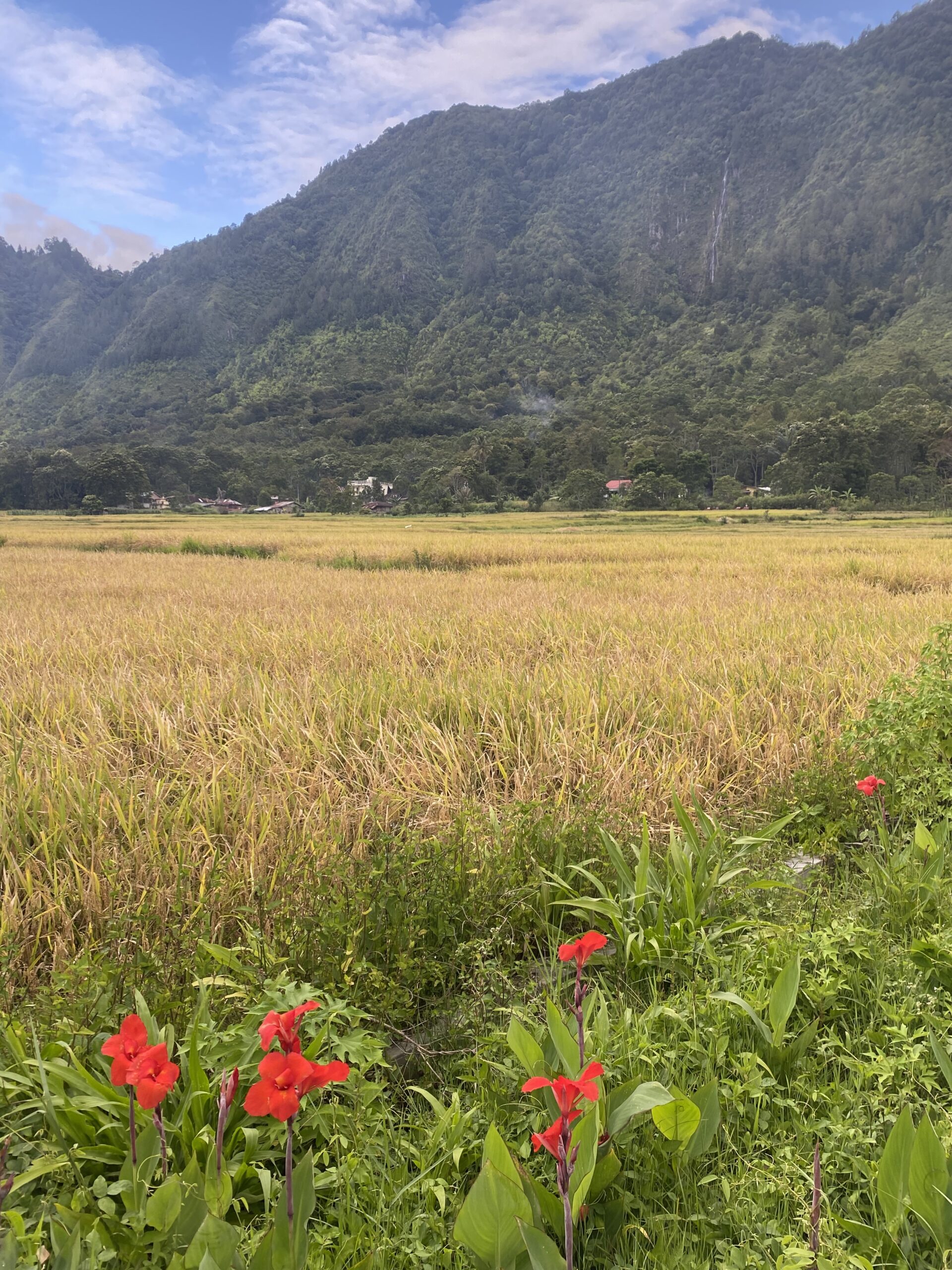 Camps d'arròs pel camí a peu de Tuktuk a Ambarita