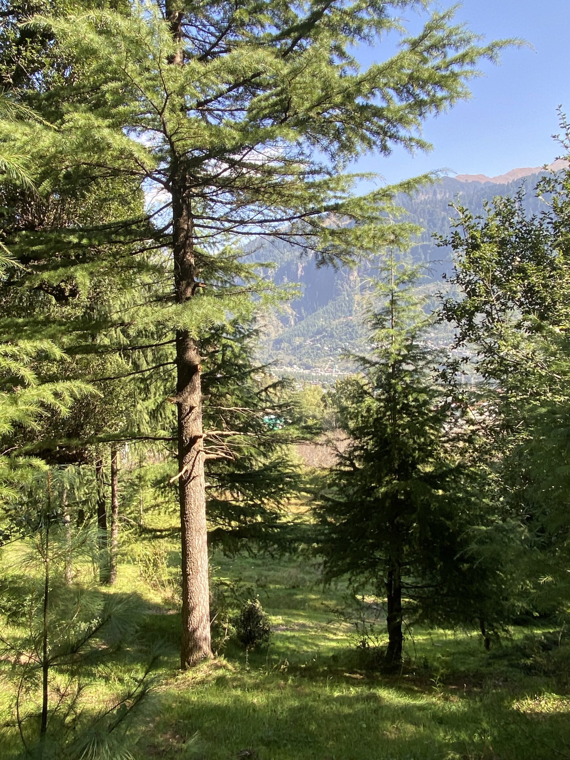 Cedres i muntanyes de l'Himàlaia vistos des dels voltants de Manali, Índia.