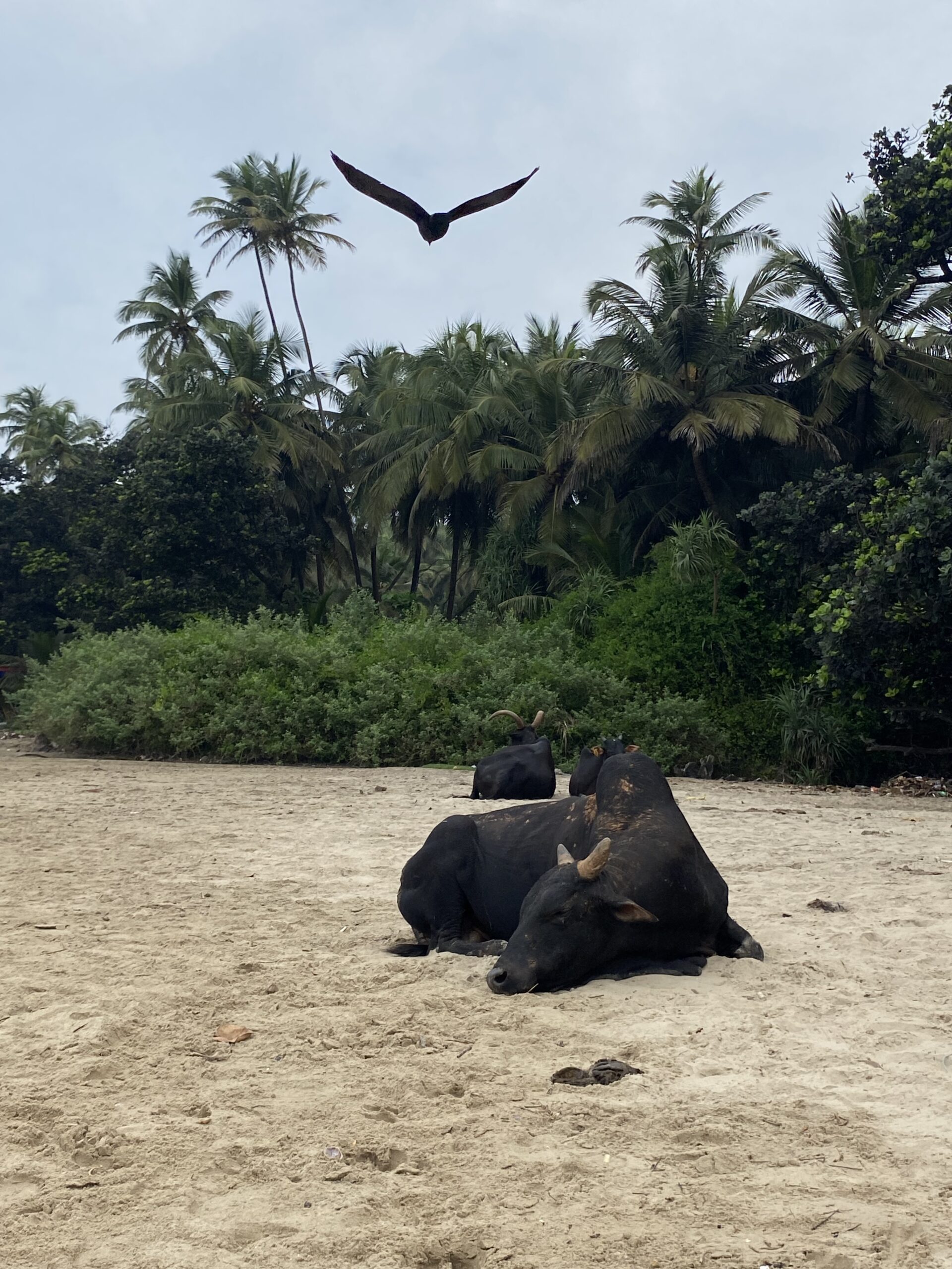 Vaca caminant per la sorra d’una platja tropical envoltada de palmeres a Gokarna.
