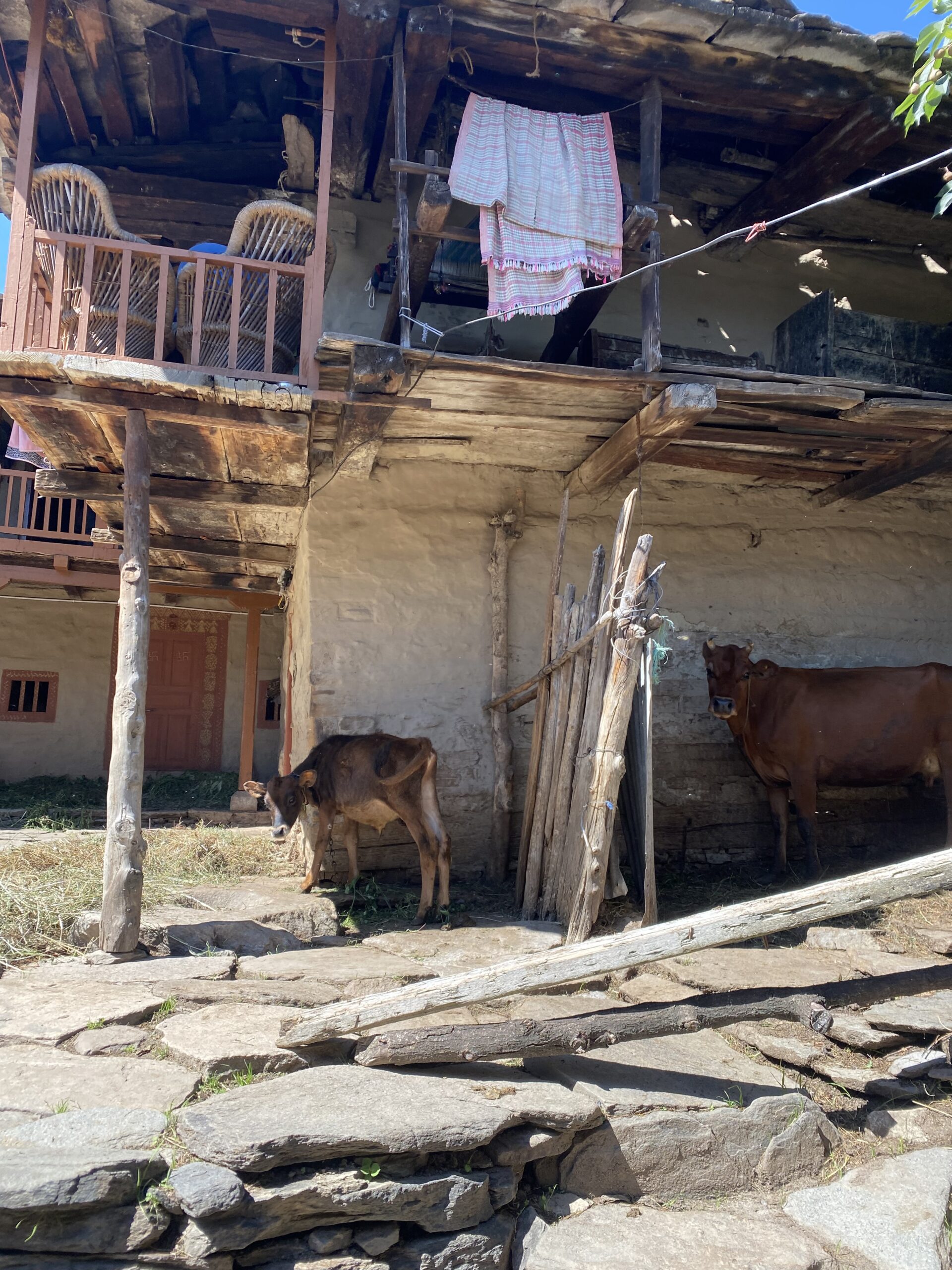 Casa tradicional de fusta i animals en un carrer del nucli antic de Manali, Índia.
