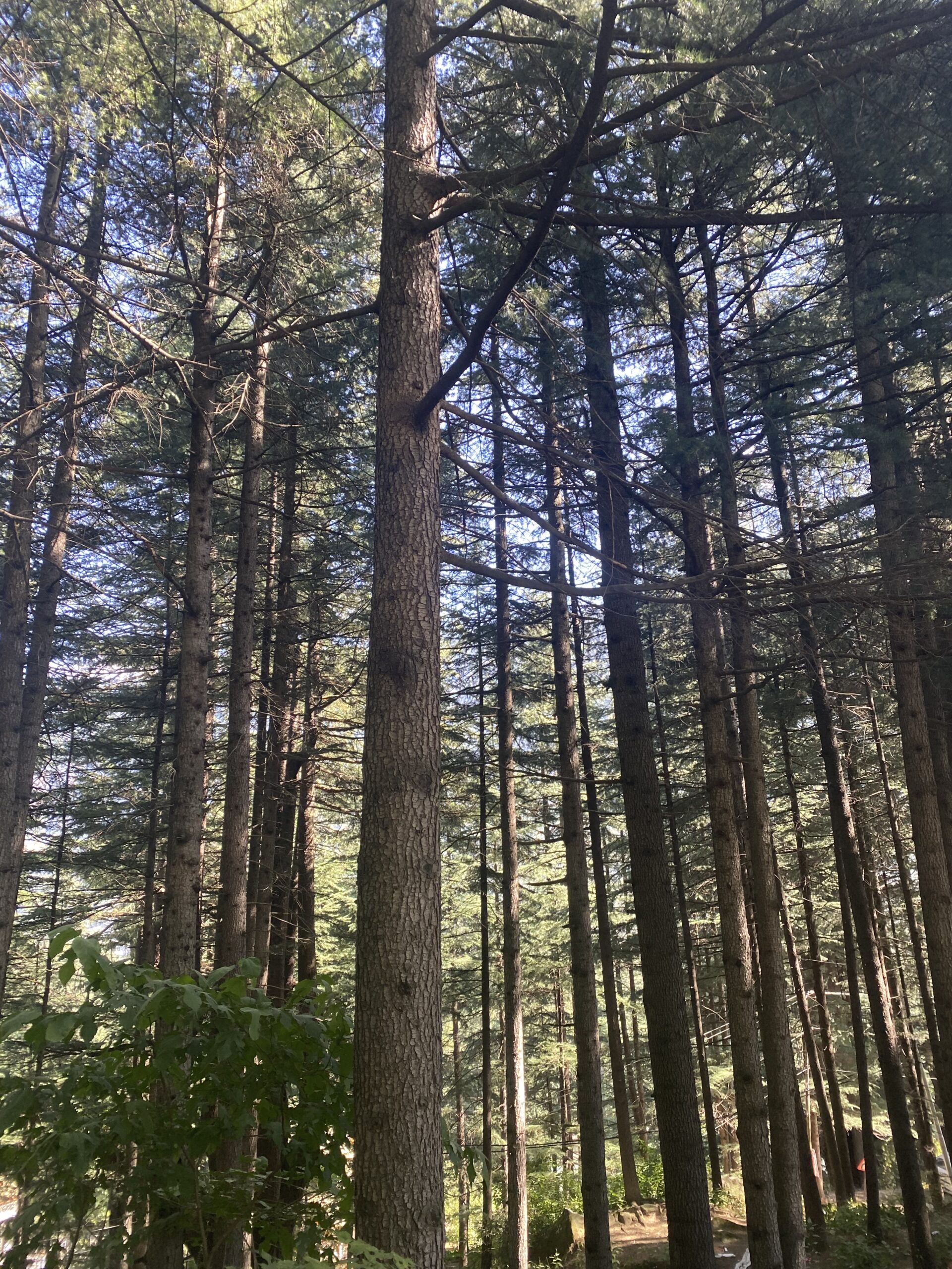 Bosc de cedres alts als voltants de Manali, a l'estat d'Himachal Pradesh, Índia.
