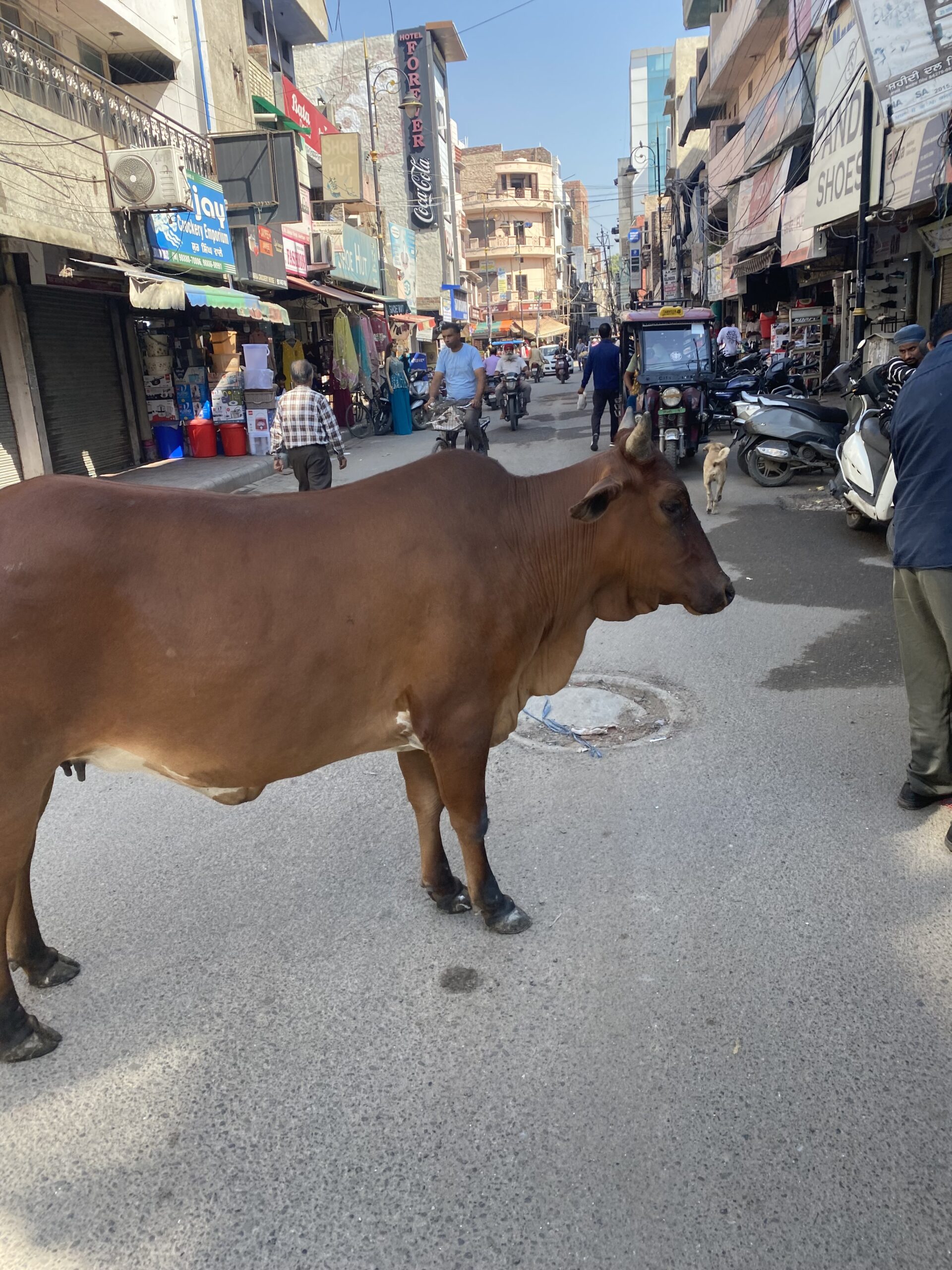 Vaca caminant entre motos, rickshaws i comerços en un carrer concorregut d'Amritsar, Índia.