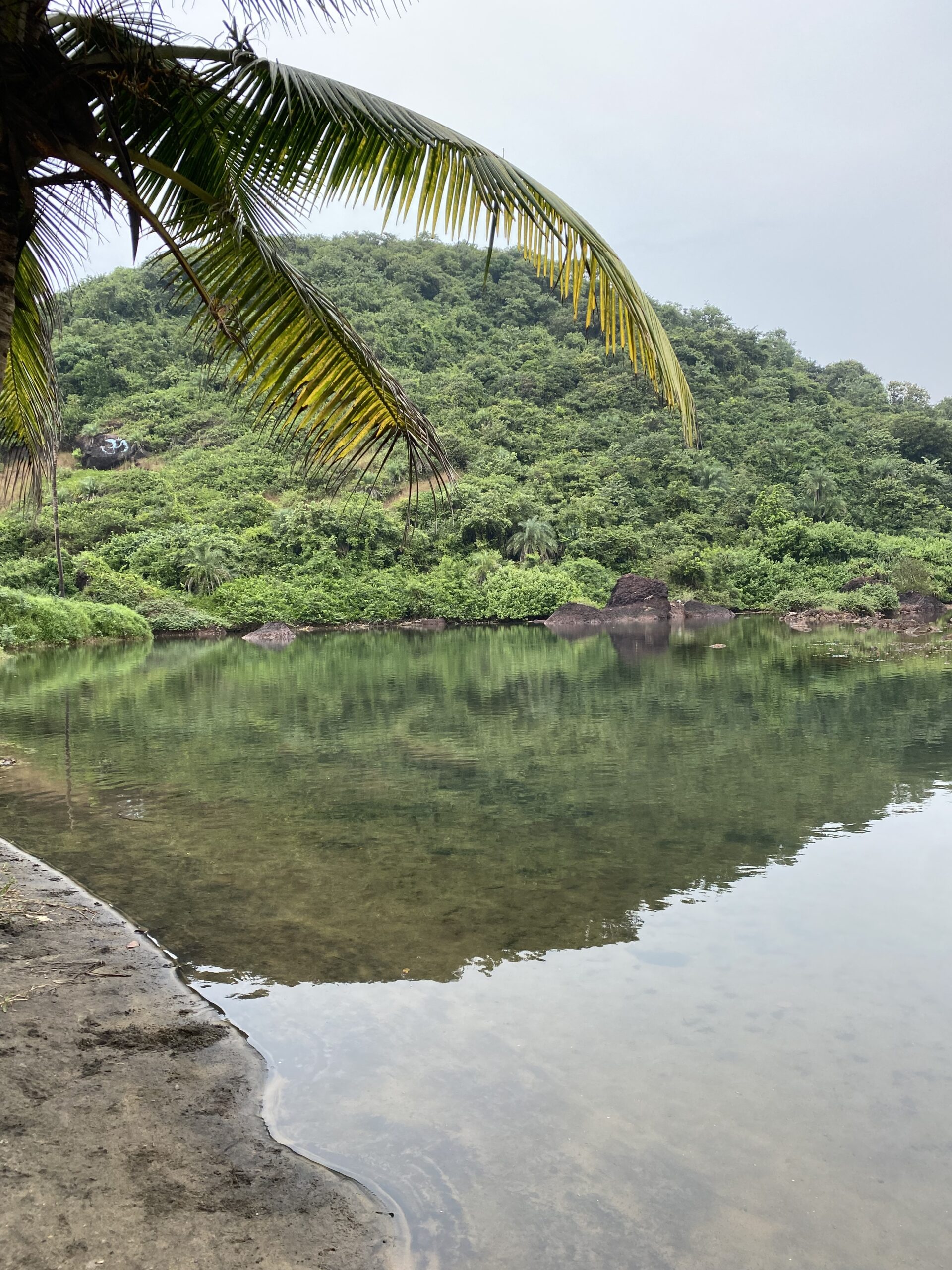 Aigües tranquil·les de la Sweet Water Lake envoltades de palmeres i vegetació tropical prop d’Arambol, Goa.
