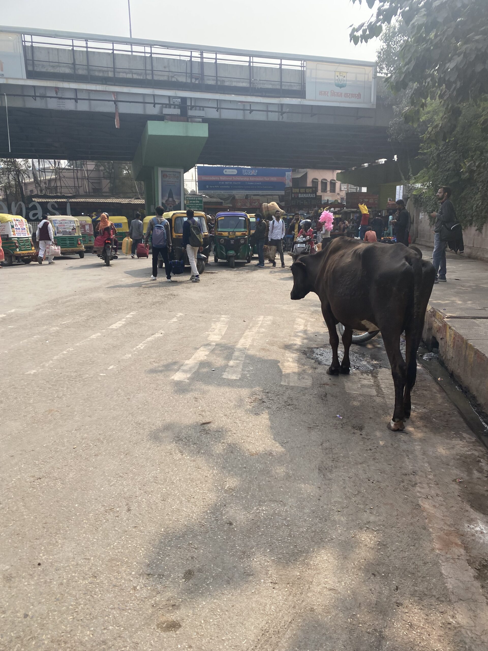 Vaques caminant entre vehicles i vianants en un carrer transitat de Varanasi, Índia.