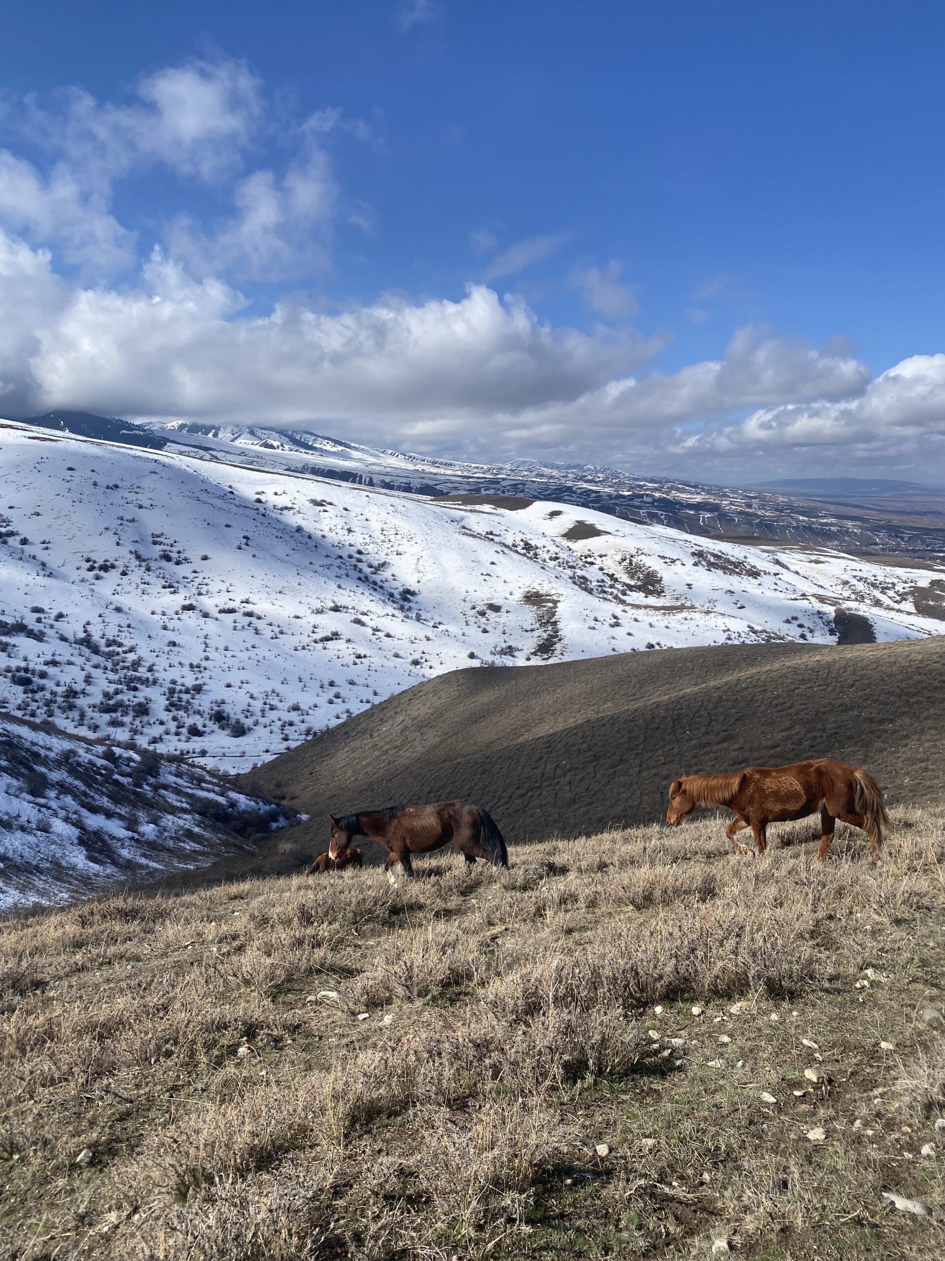 Cavalls pasturant a la neu a prop de Karakol, Kirguizistan