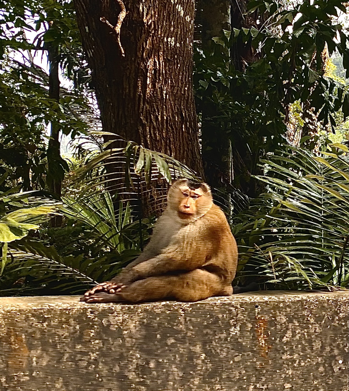 Mico a Bokor National Park, Kampot