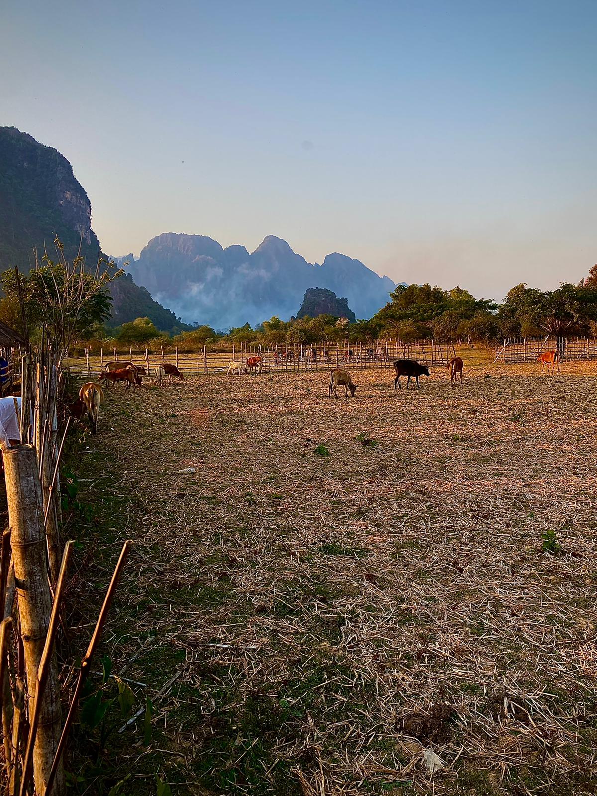 Vaques pasturant en un camp amb les muntanyes càrstiques de Vang Vieng al fons