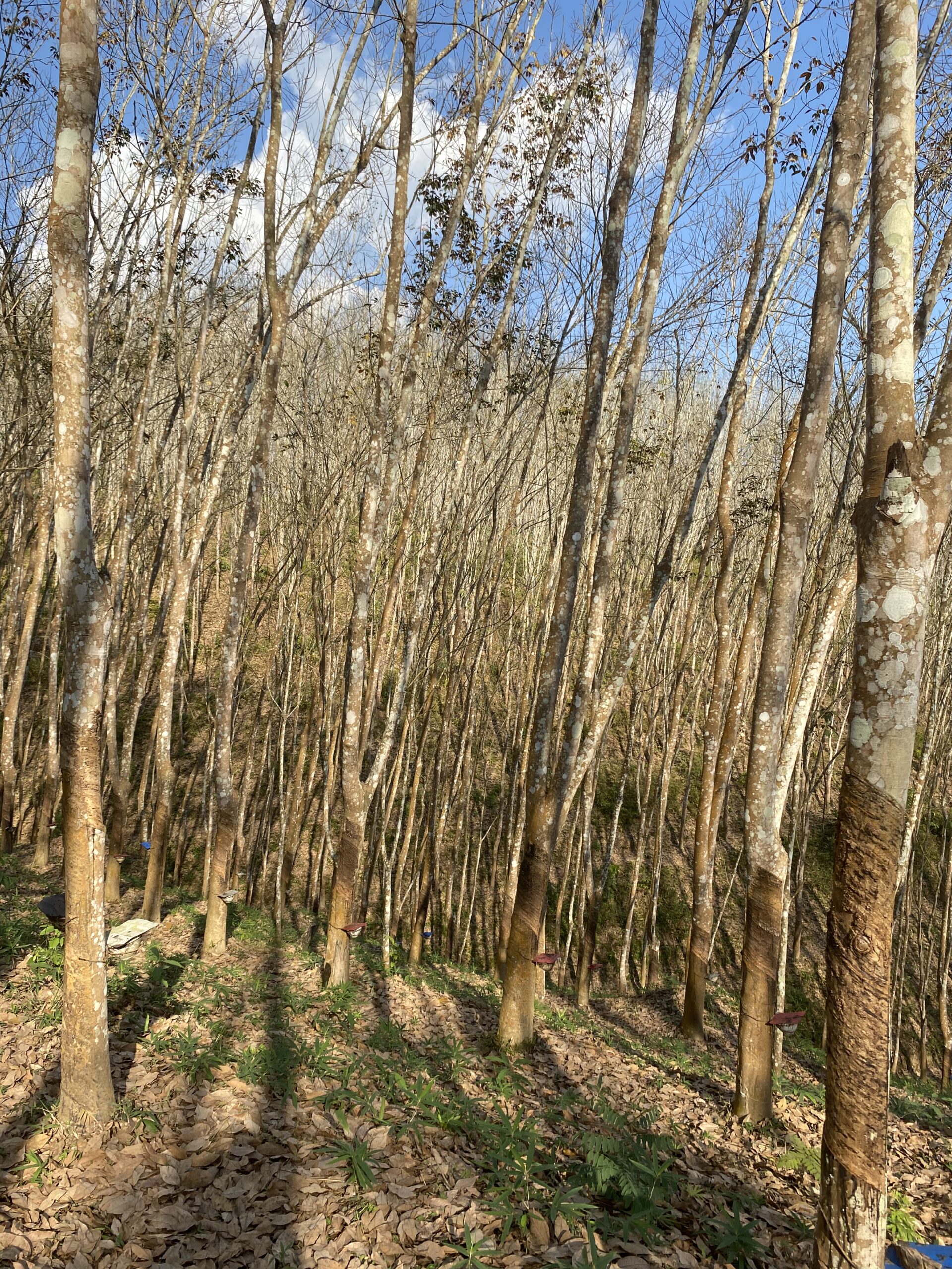 Bosc de bambú als voltants de Luang Namtha, Laos