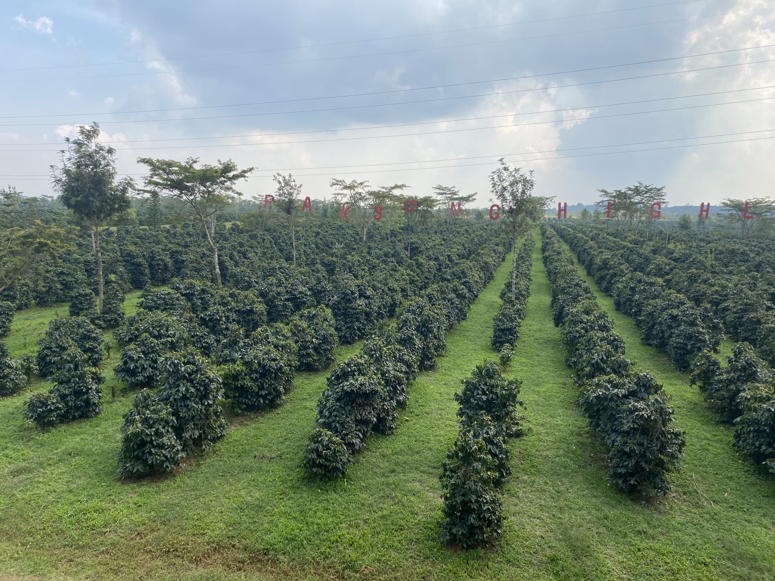 Plantació de cafè en fileres al Paksong Highland Coffee Estate, Bolaven Plateau, Laos