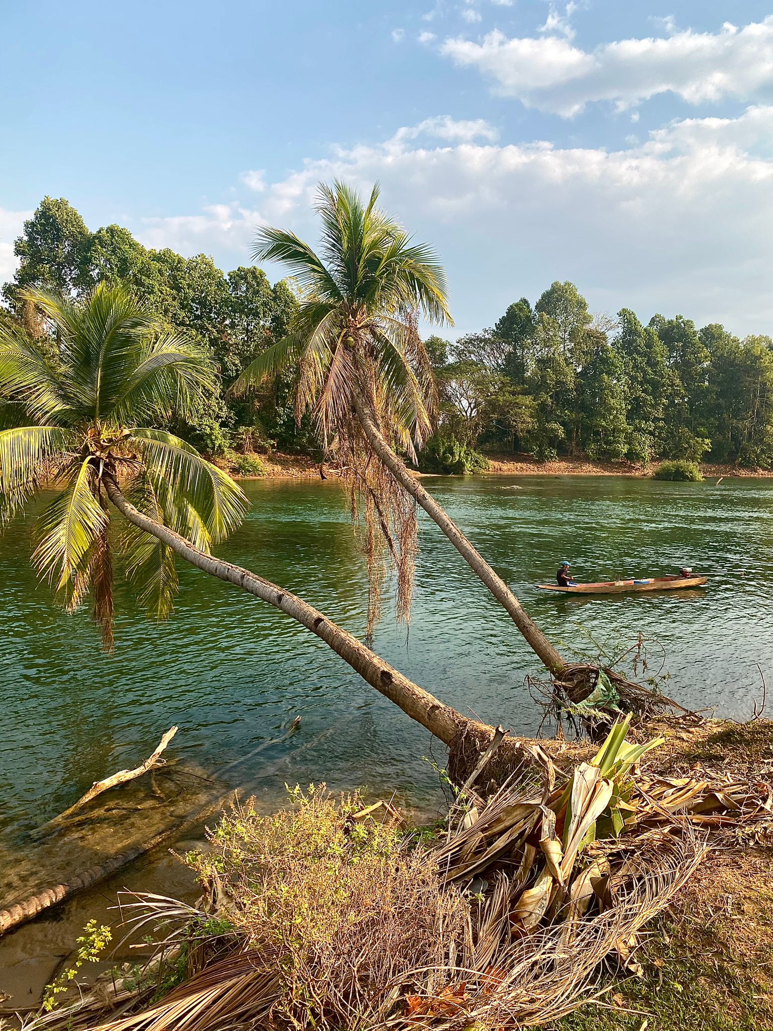 Palmeres inclinades sobre l'aigua verda del Mekong amb una barca a la riba