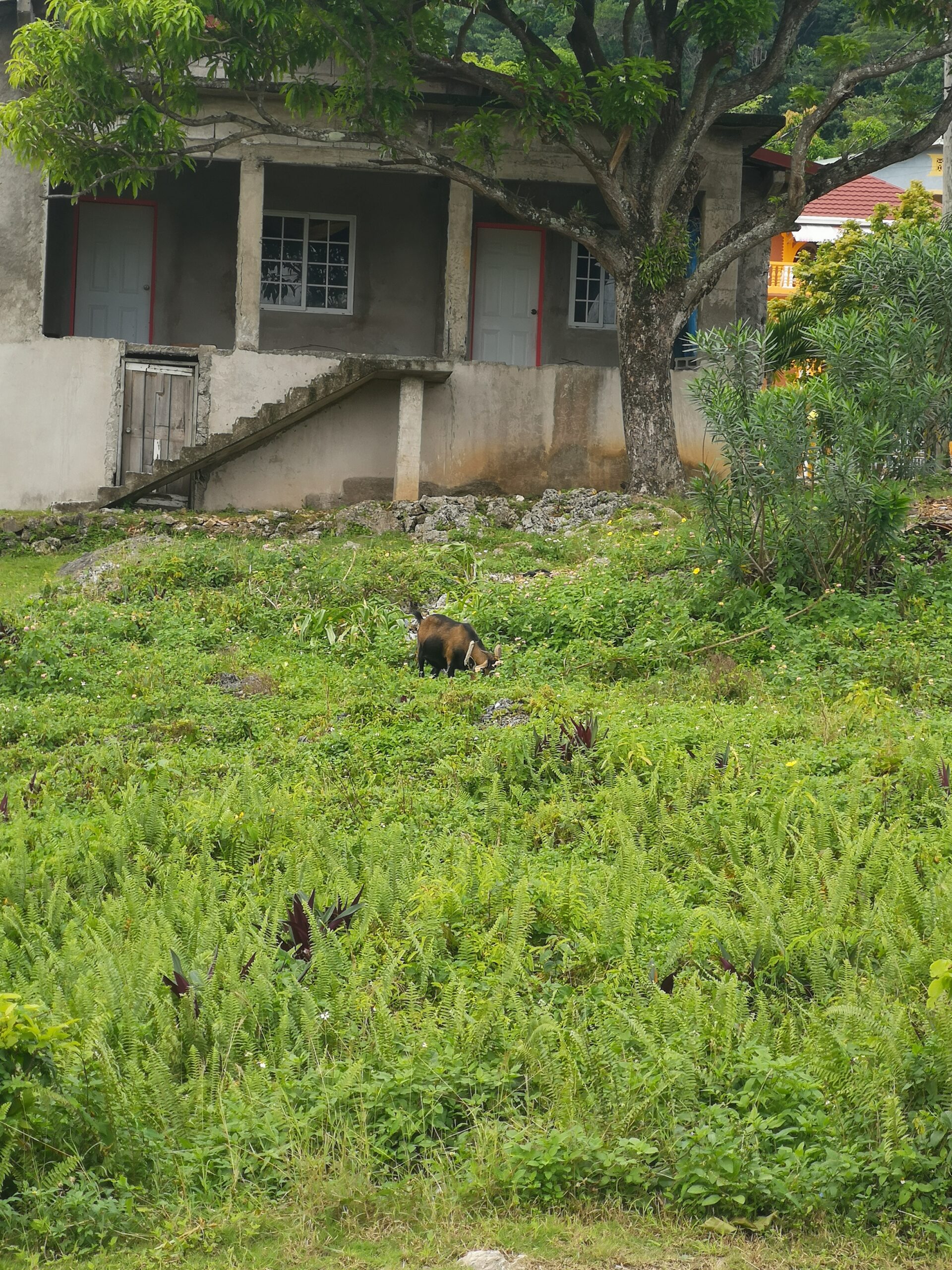 Casa amb jardí envoltada de vegetació tropical a Portland, Jamaica