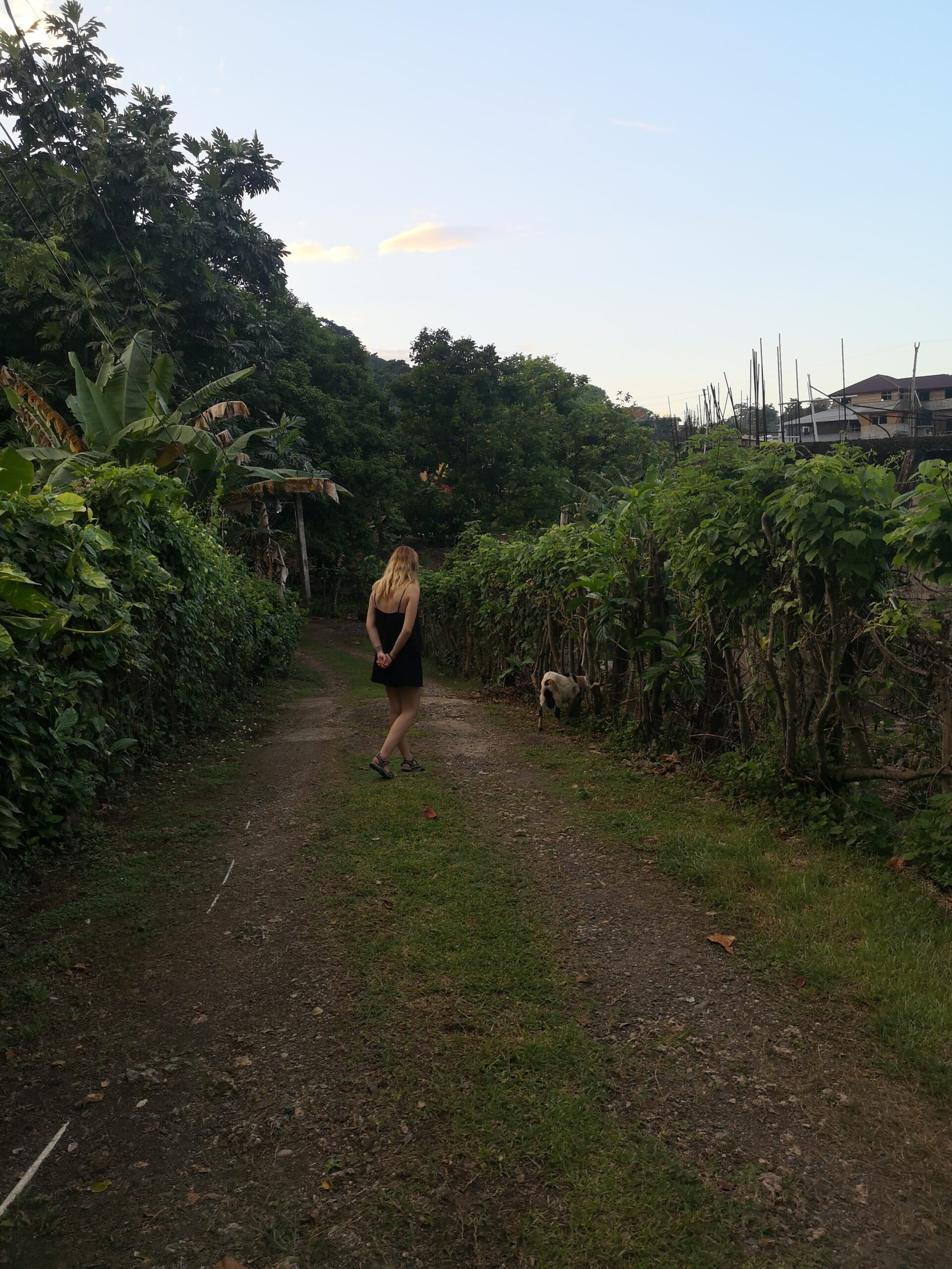 Camí envoltat de vegetació tropical a Portland, Jamaica