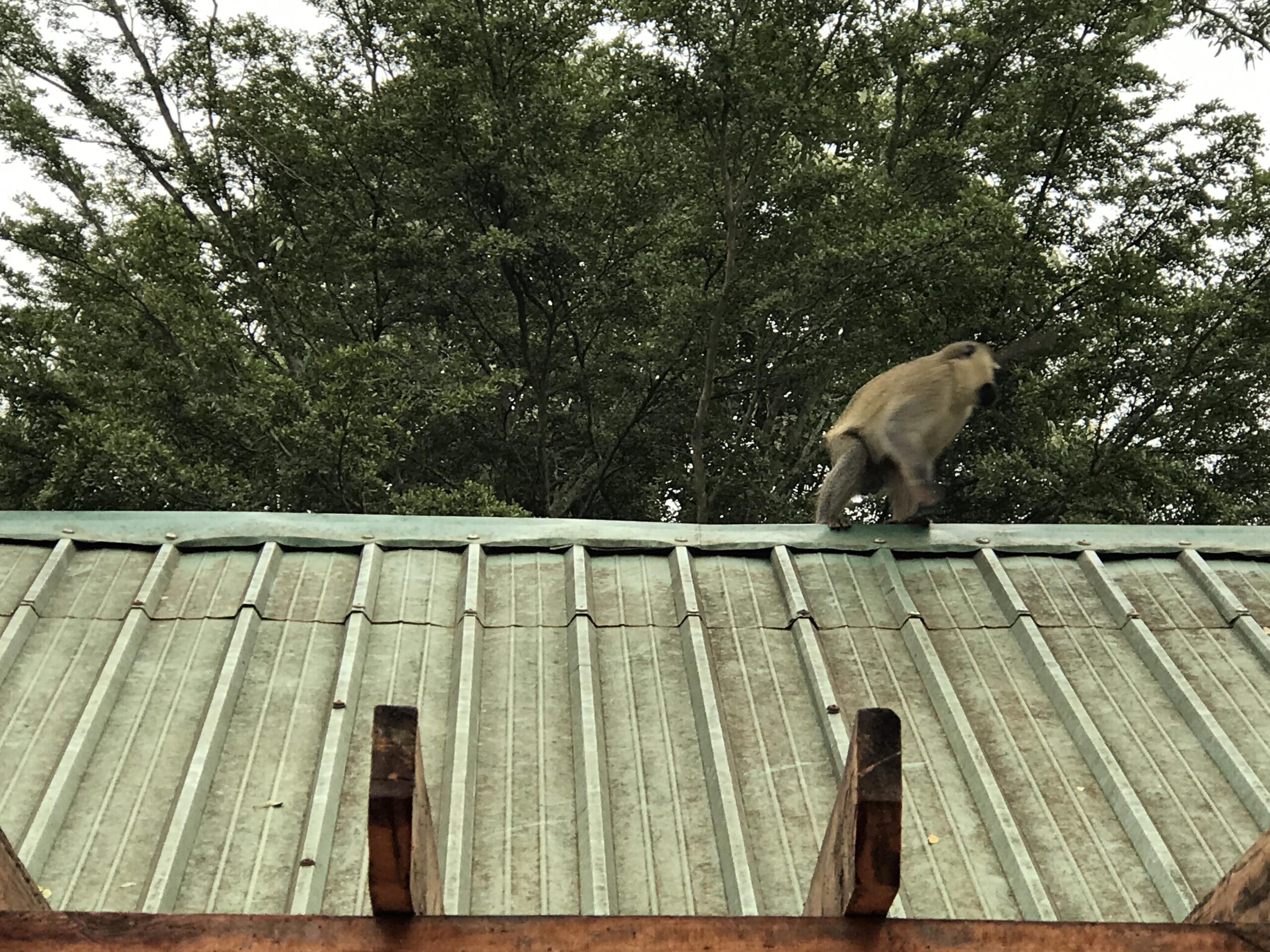 Mico verd enfilat a una teulada de xapa entre els arbres d'Entebbe