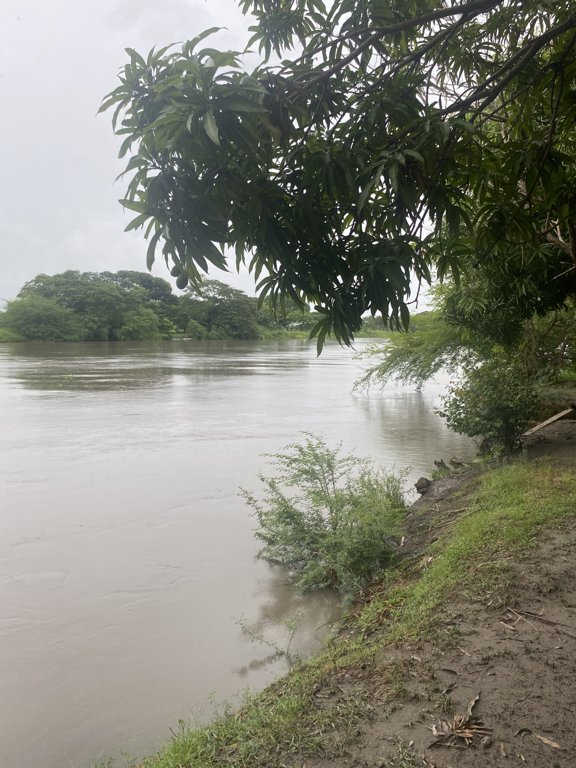 Aigua del riu envoltada d'arbres i branques baixes a prop de Mompox