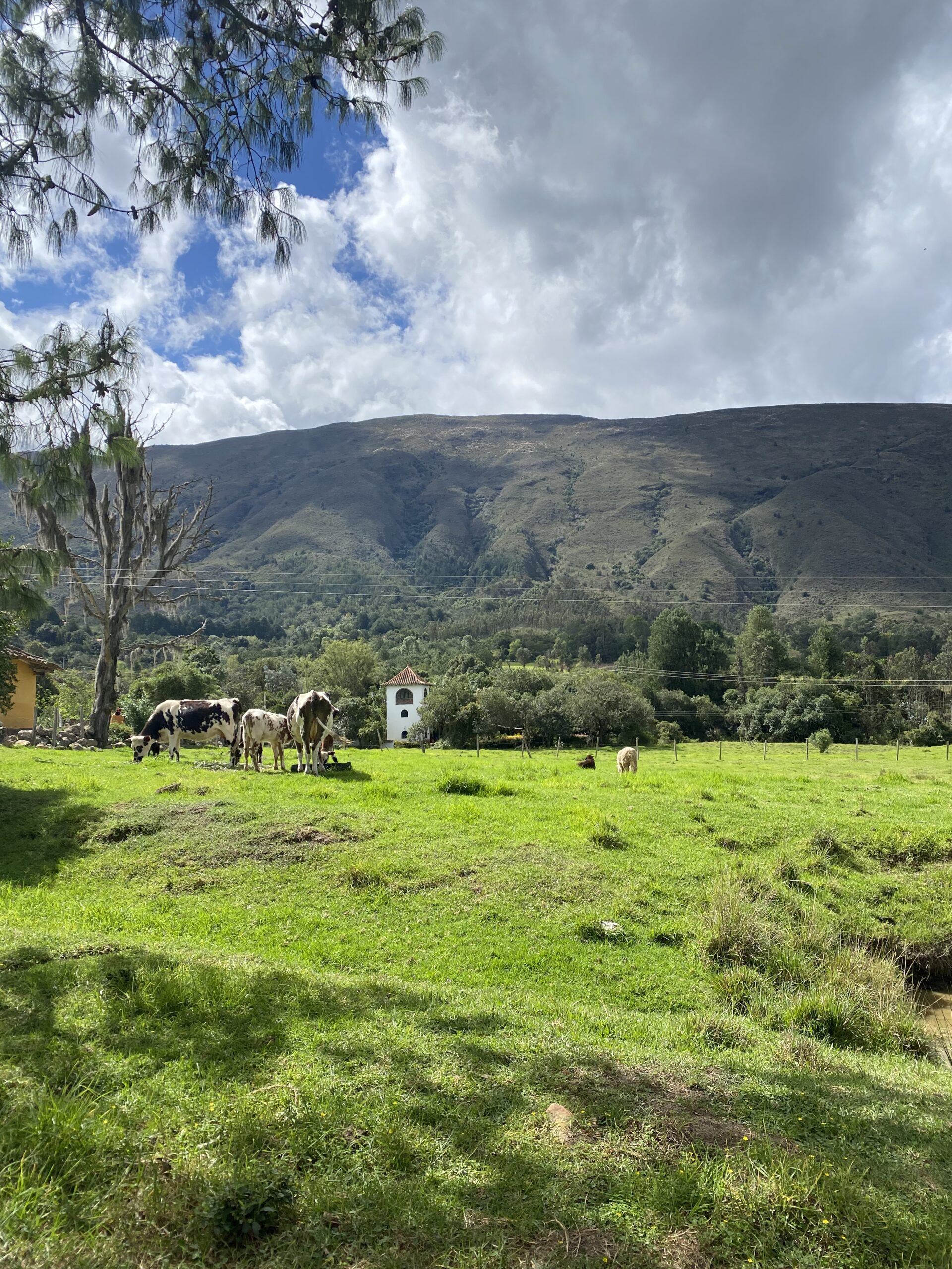 Prat verd i muntanyes als voltants de Villa de Leyva, Boyacá