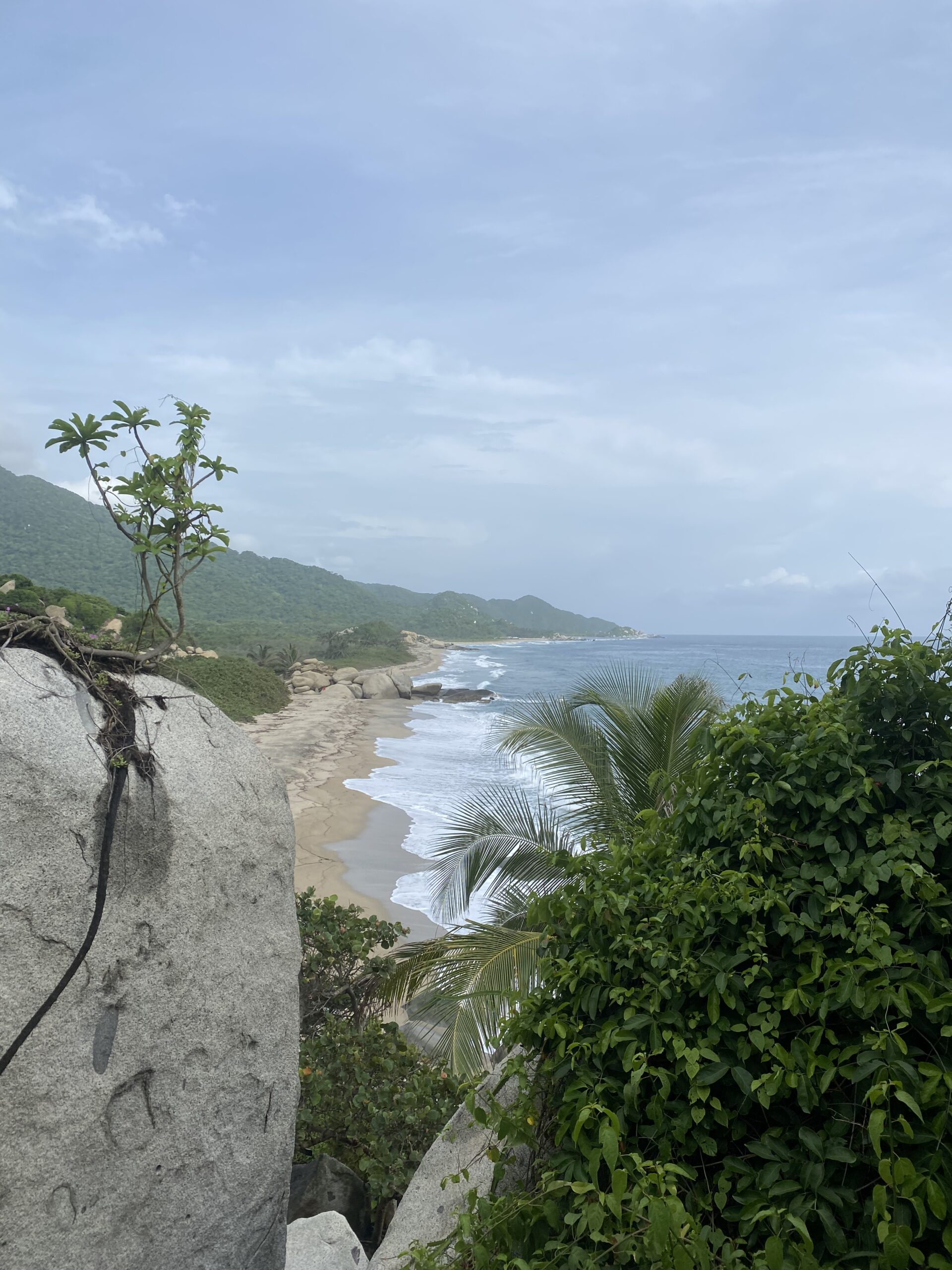 Platja del Parc Tayrona amb una palmera i muntanyes verdes cobertes de selva al fons