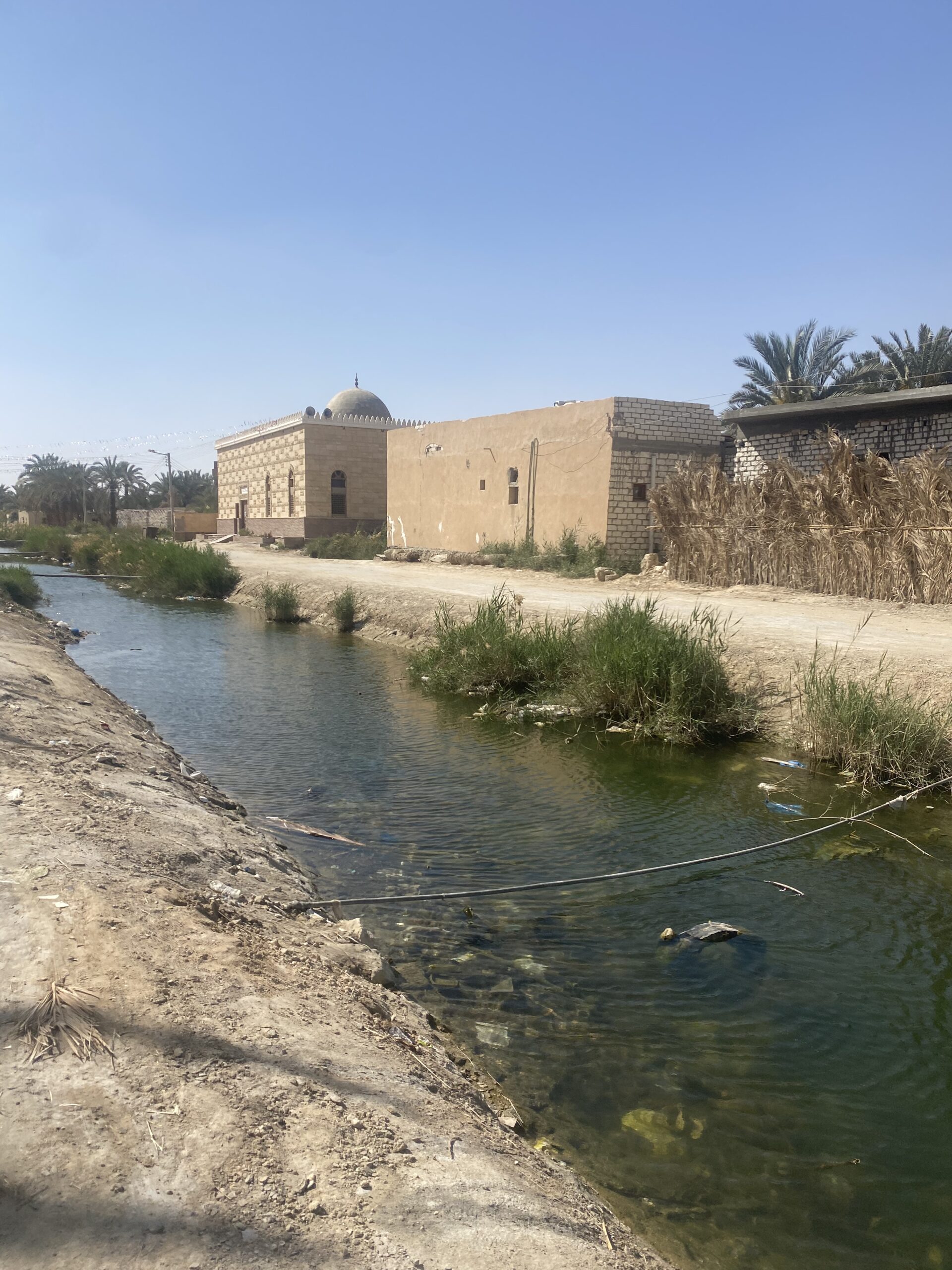 Canal d'aigua entre palmeres i cases a l'oasi de Siwa